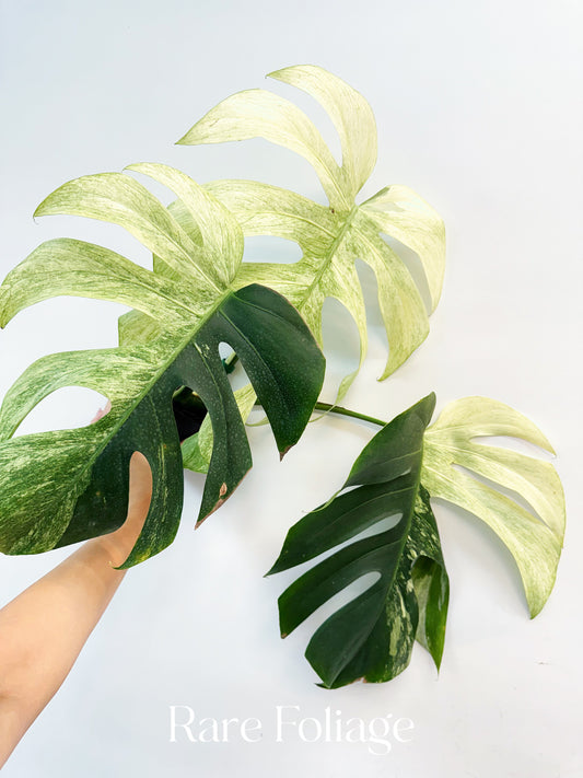Monstera Jungle Mint 4” Exact Plant