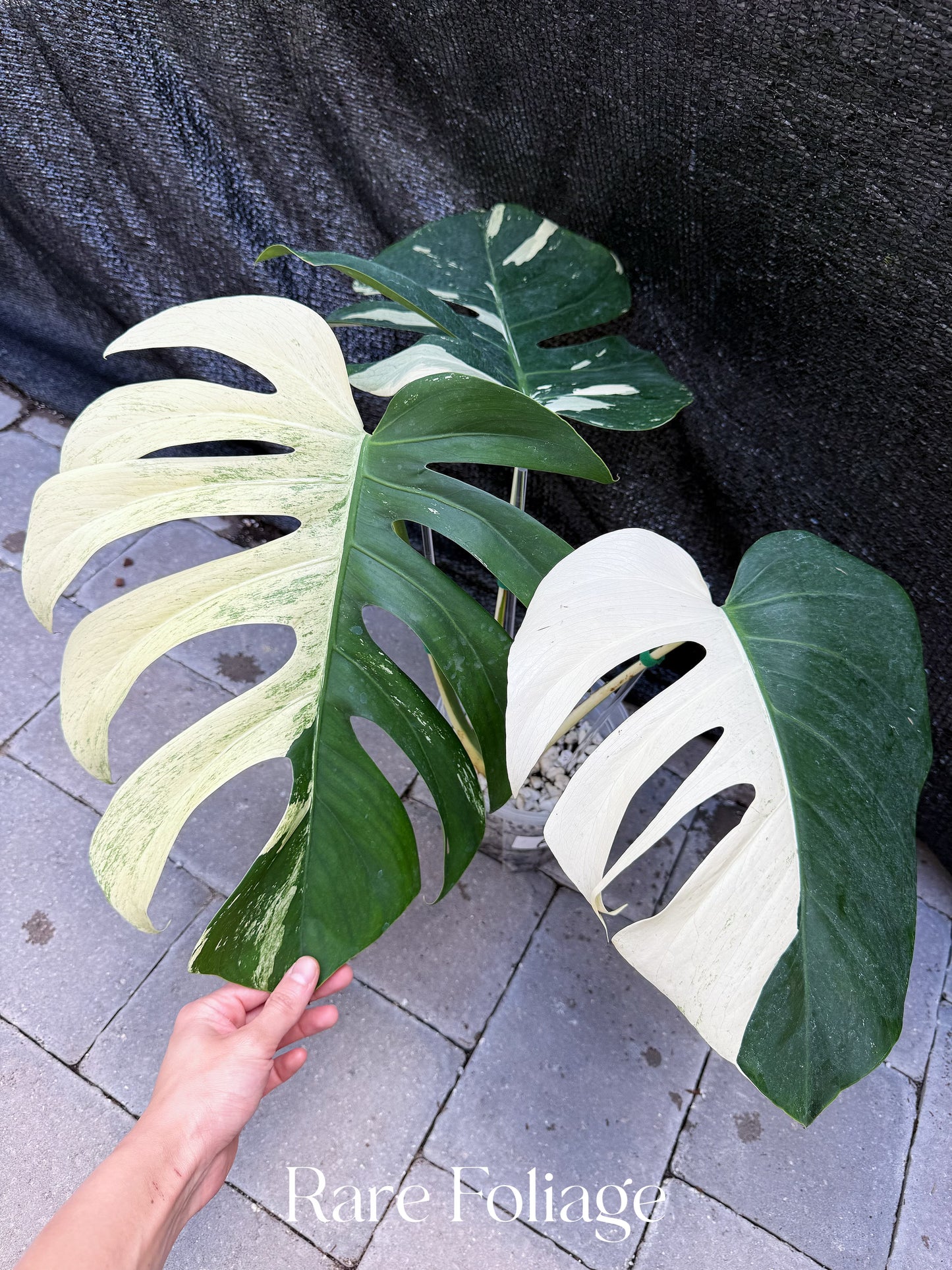Monstera Jungle Mint 6” Exact Plant