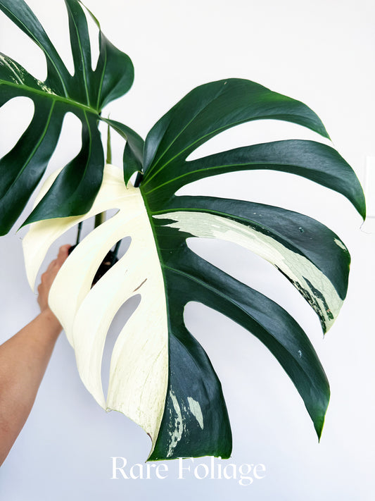 Monstera Jungle Mint 4” Exact Plant