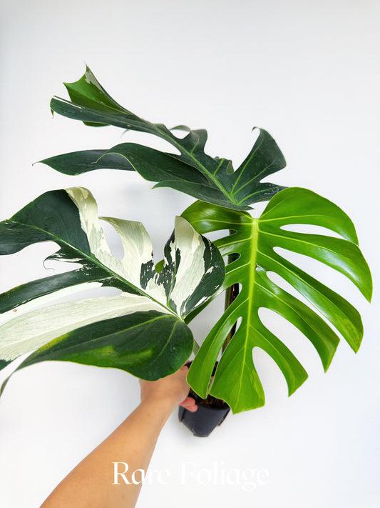 Monstera Jungle Mint 4” Exact Plant