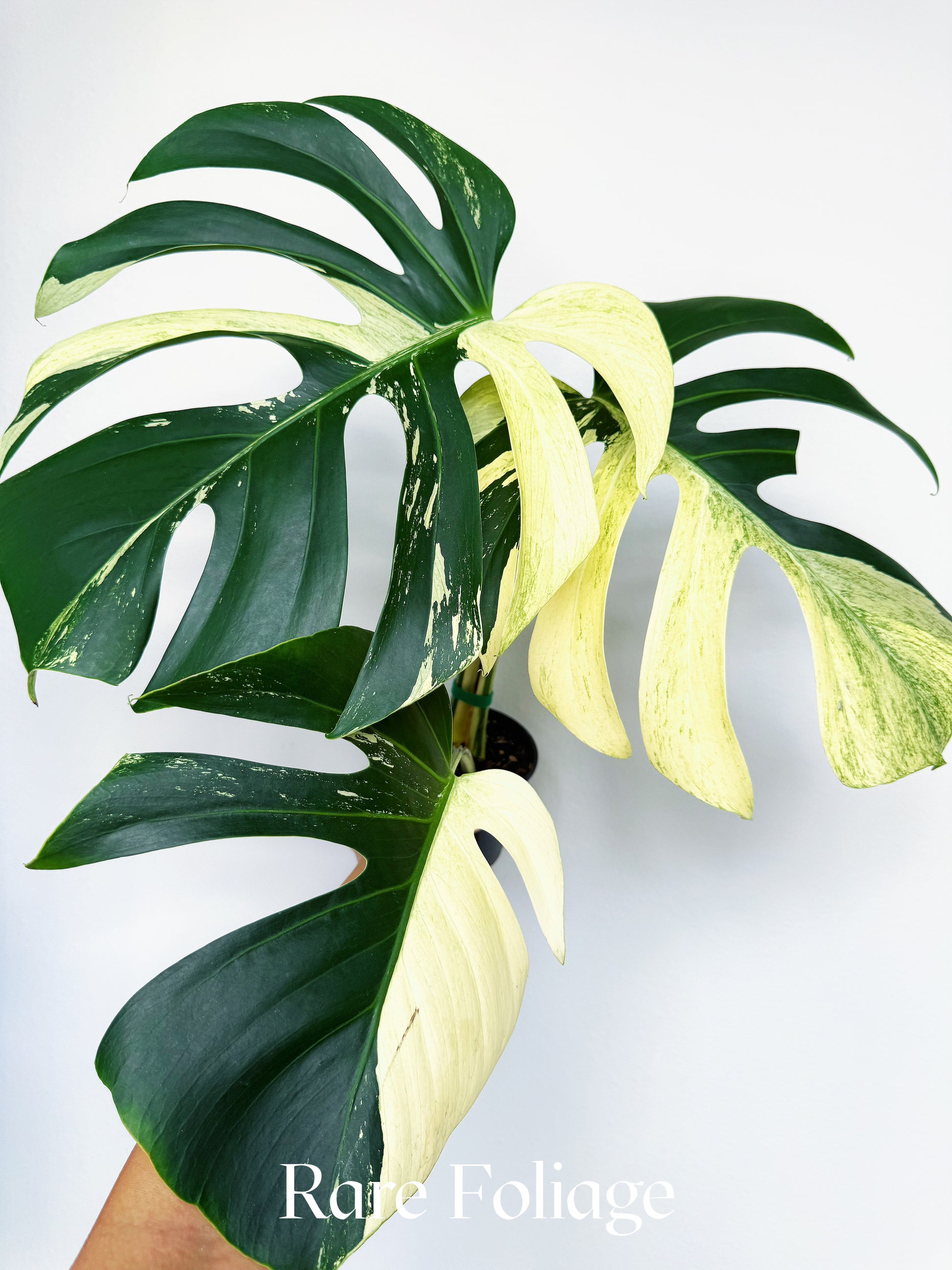 Monstera Jungle Mint 4” Exact Plant – Rare Foliage Plant Co
