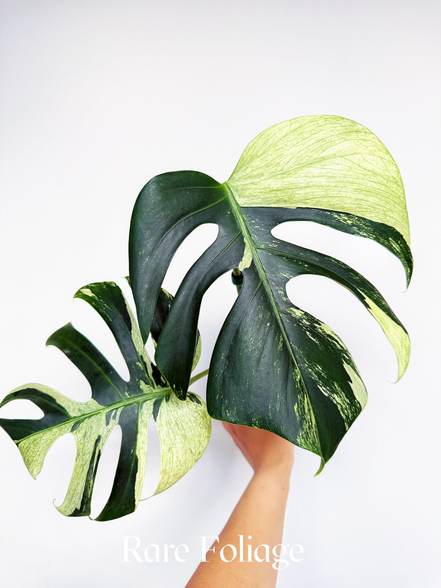 Monstera Jungle Mint 4” Exact Plant