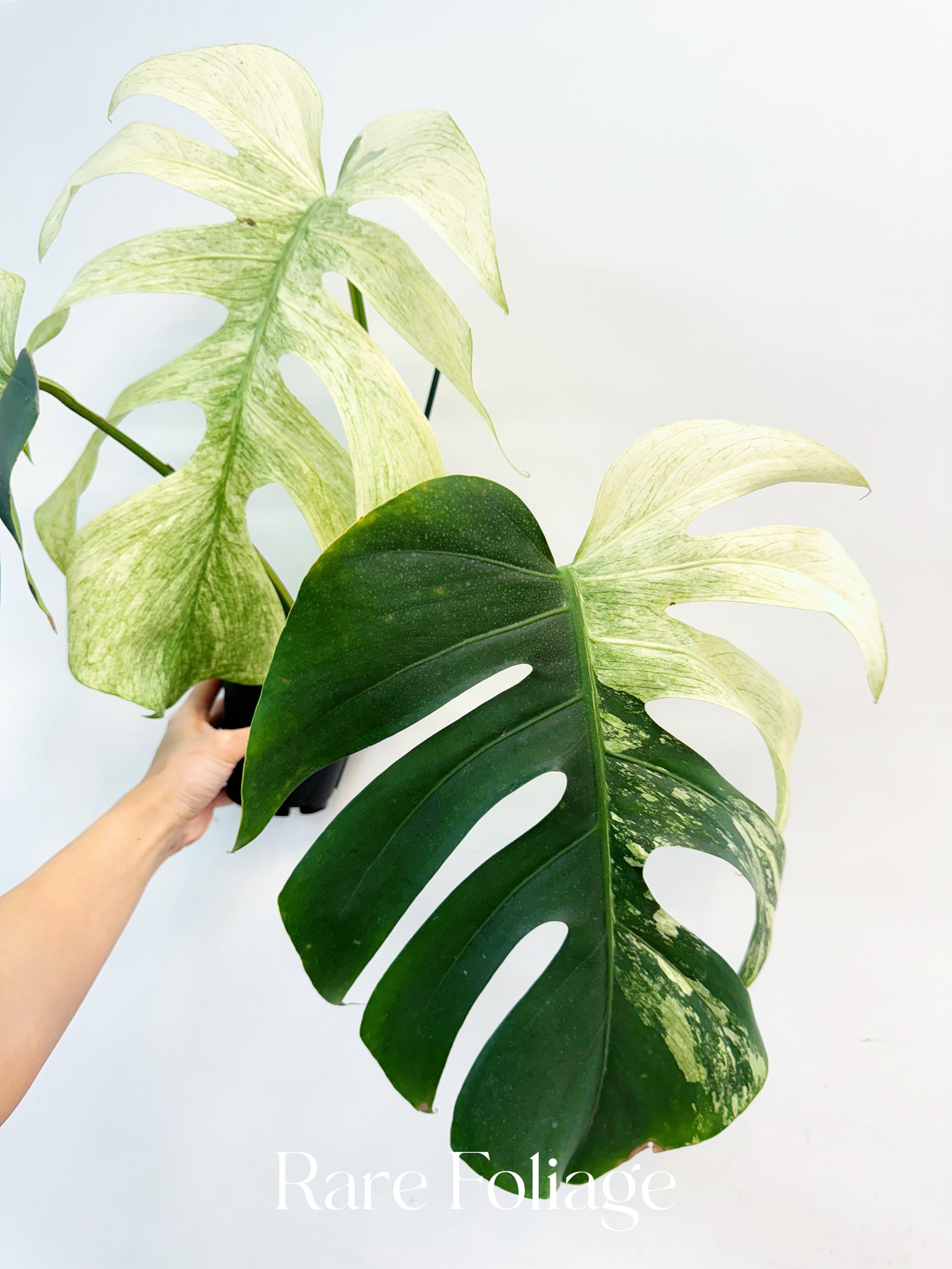 jungle mint monstera Monstera Jungle Mint 4” Exact Plant