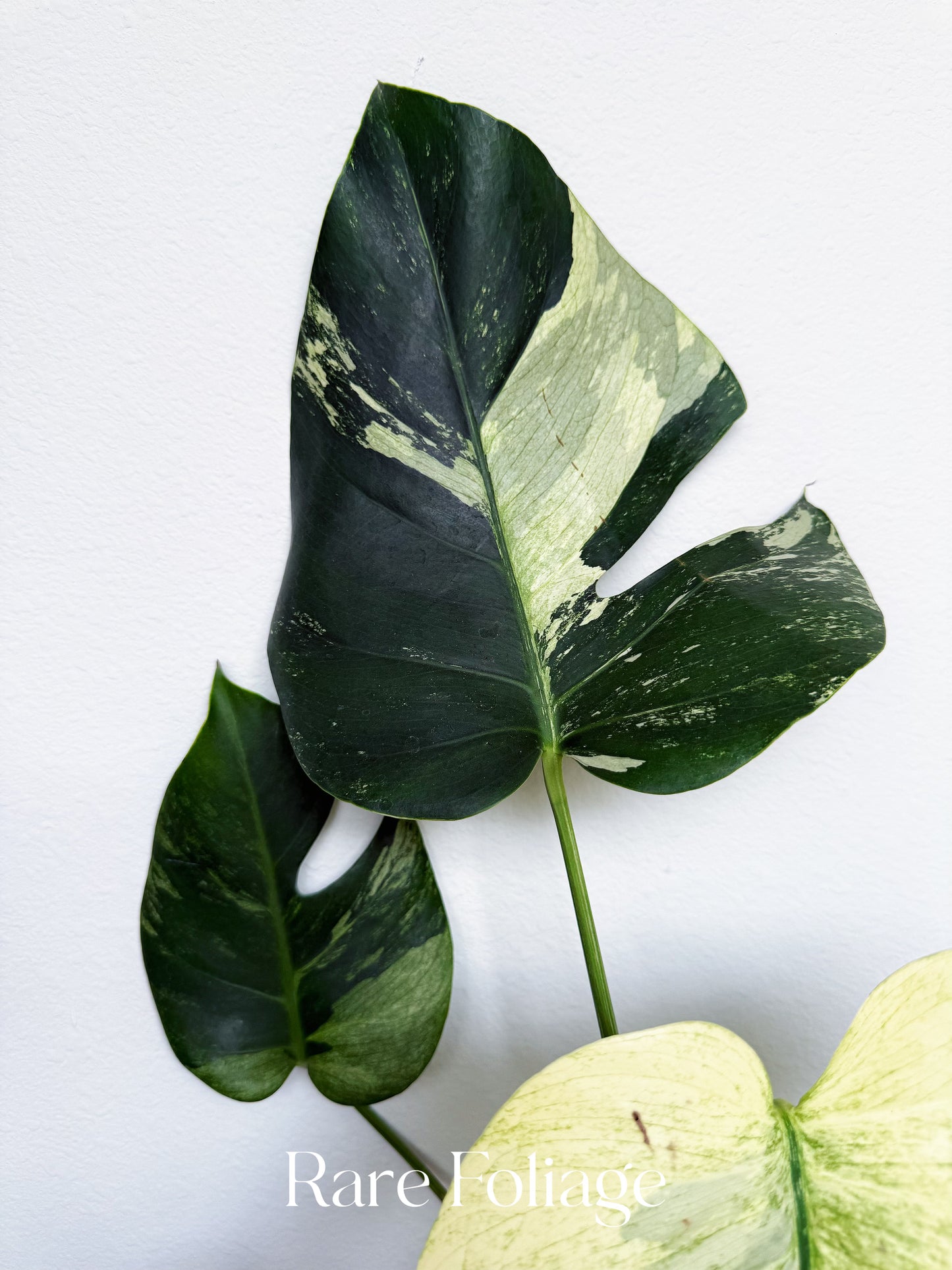 Monstera Jungle Mint 6” Exact Plant