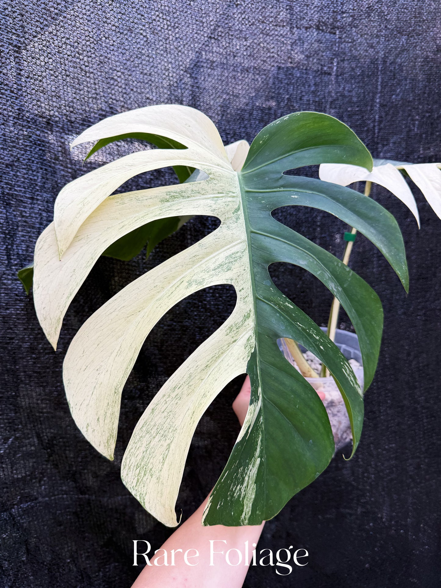 Monstera Jungle Mint 6” Exact Plant