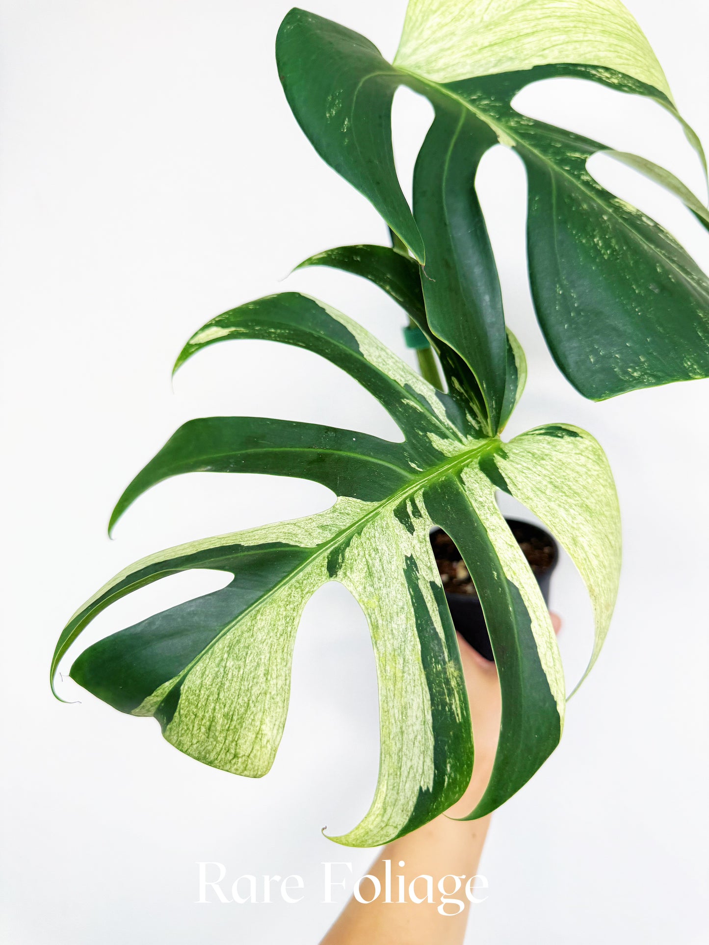 Monstera Jungle Mint 4” Exact Plant