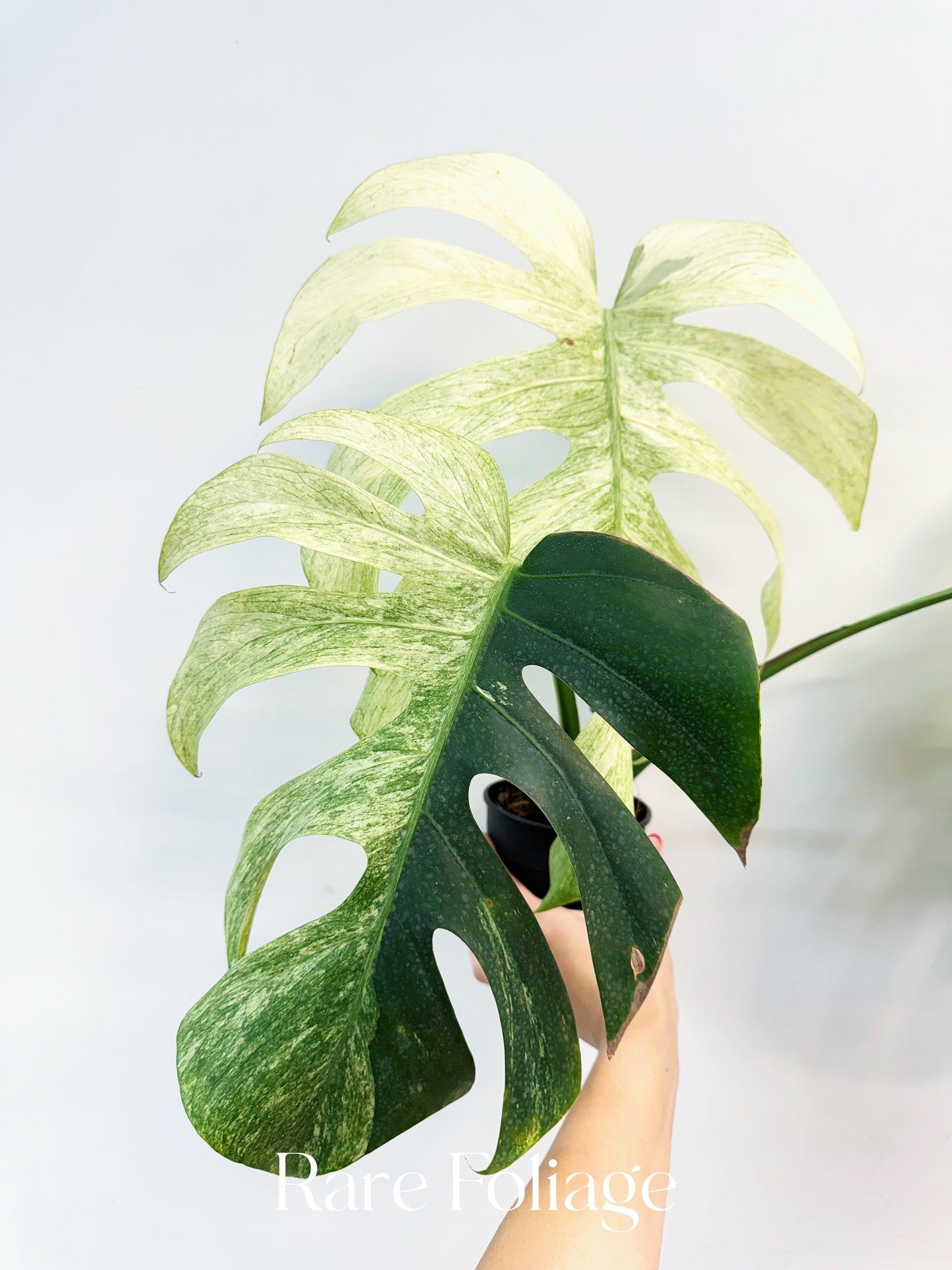Monstera Jungle Mint 4” Exact Plant