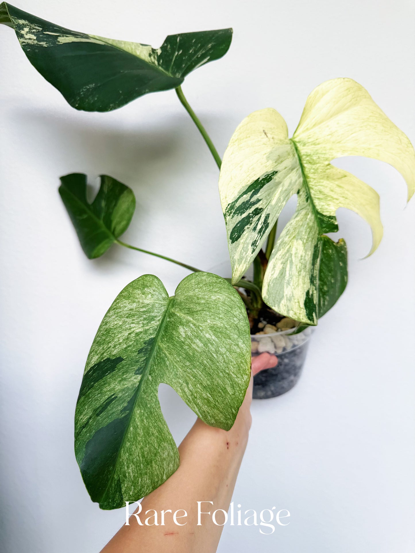 Monstera Jungle Mint 6” Exact Plant