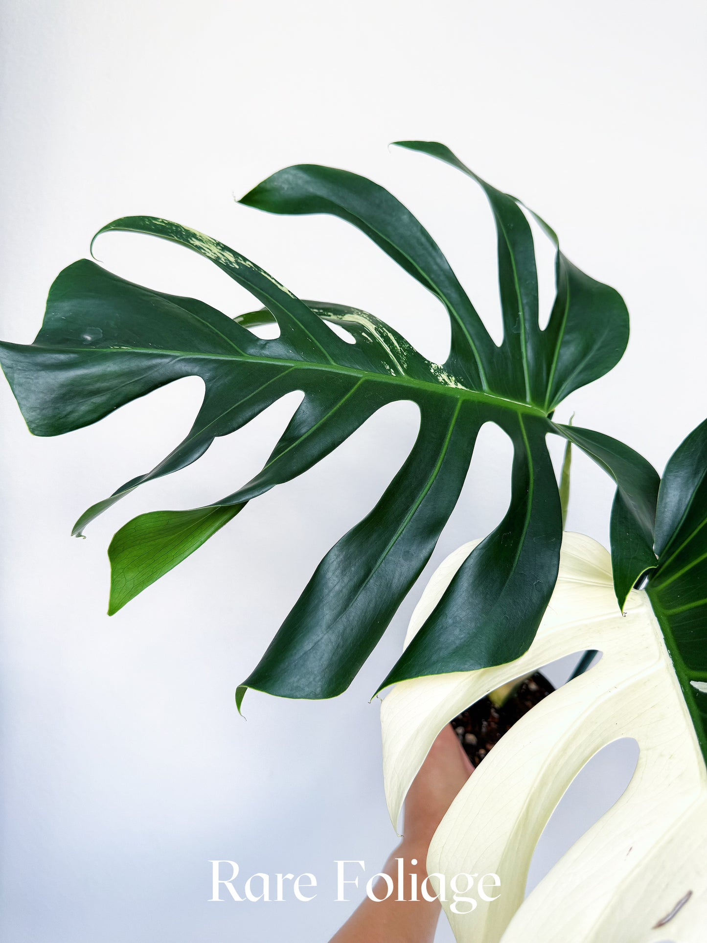 Monstera Jungle Mint 4” Exact Plant