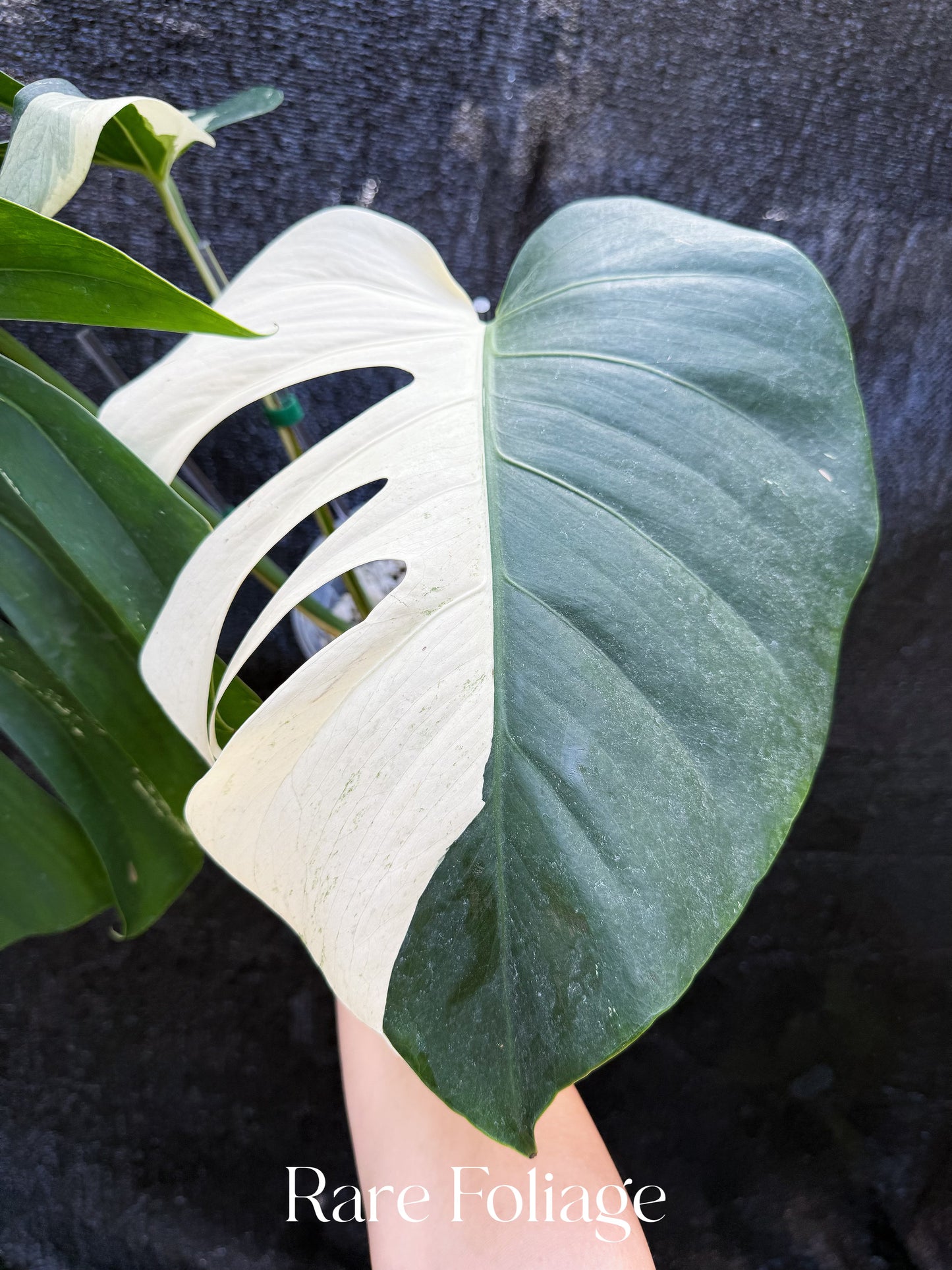 Monstera Jungle Mint 6” Exact Plant
