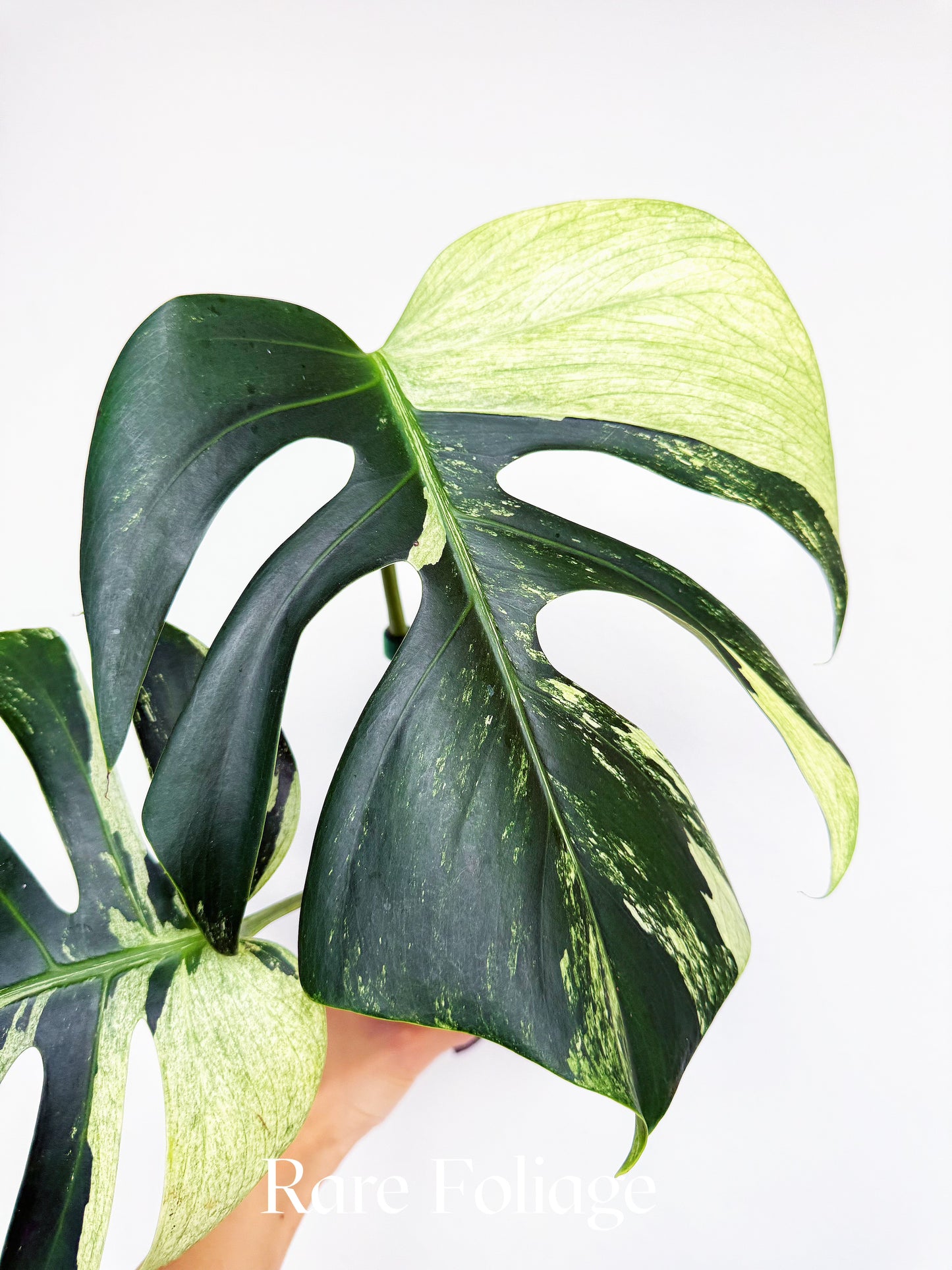 Monstera Jungle Mint 4” Exact Plant