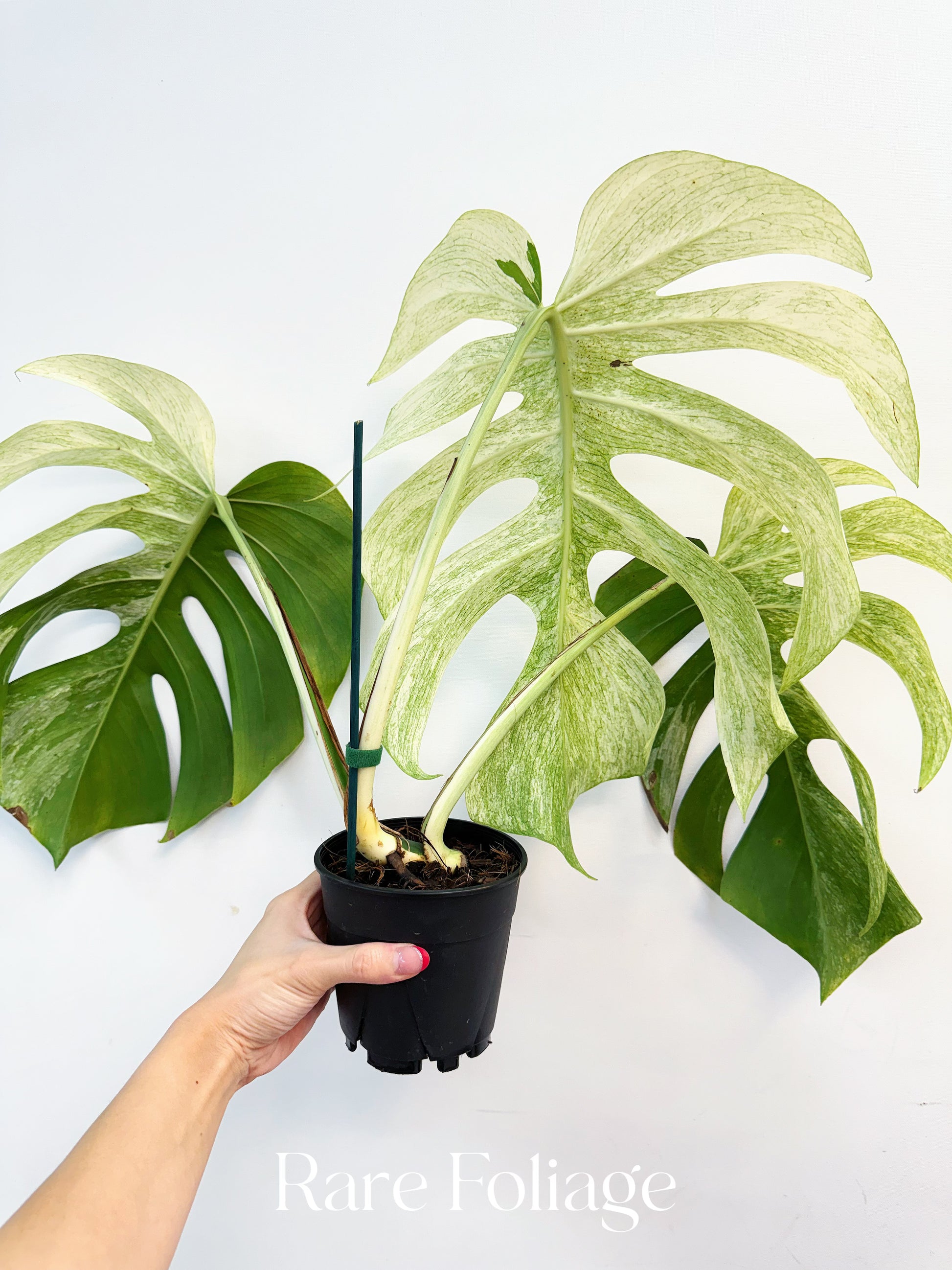 monstera deliciosa rare Monstera Jungle Mint 4” Exact Plant