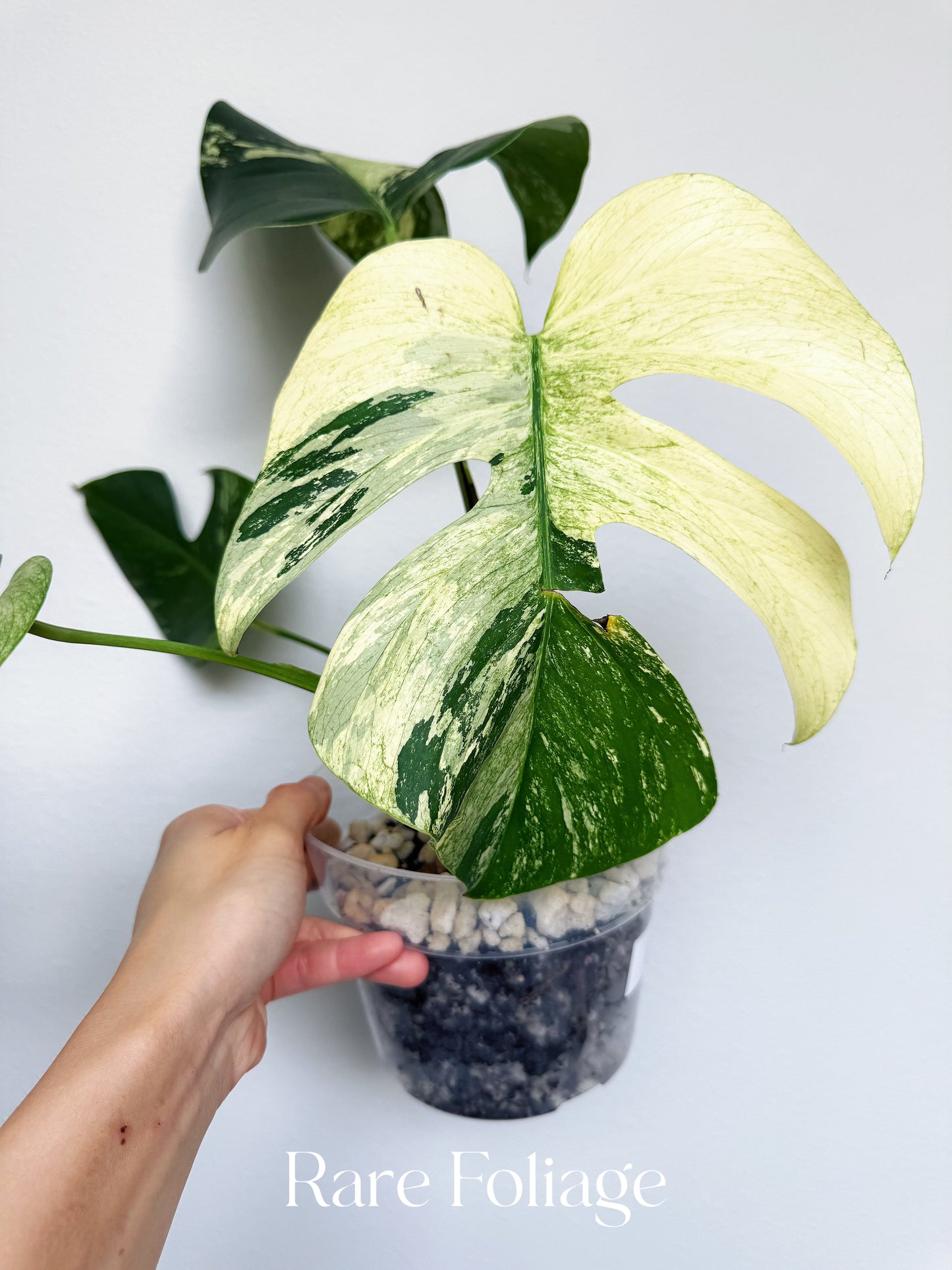 Monstera Jungle Mint 6” Exact Plant
