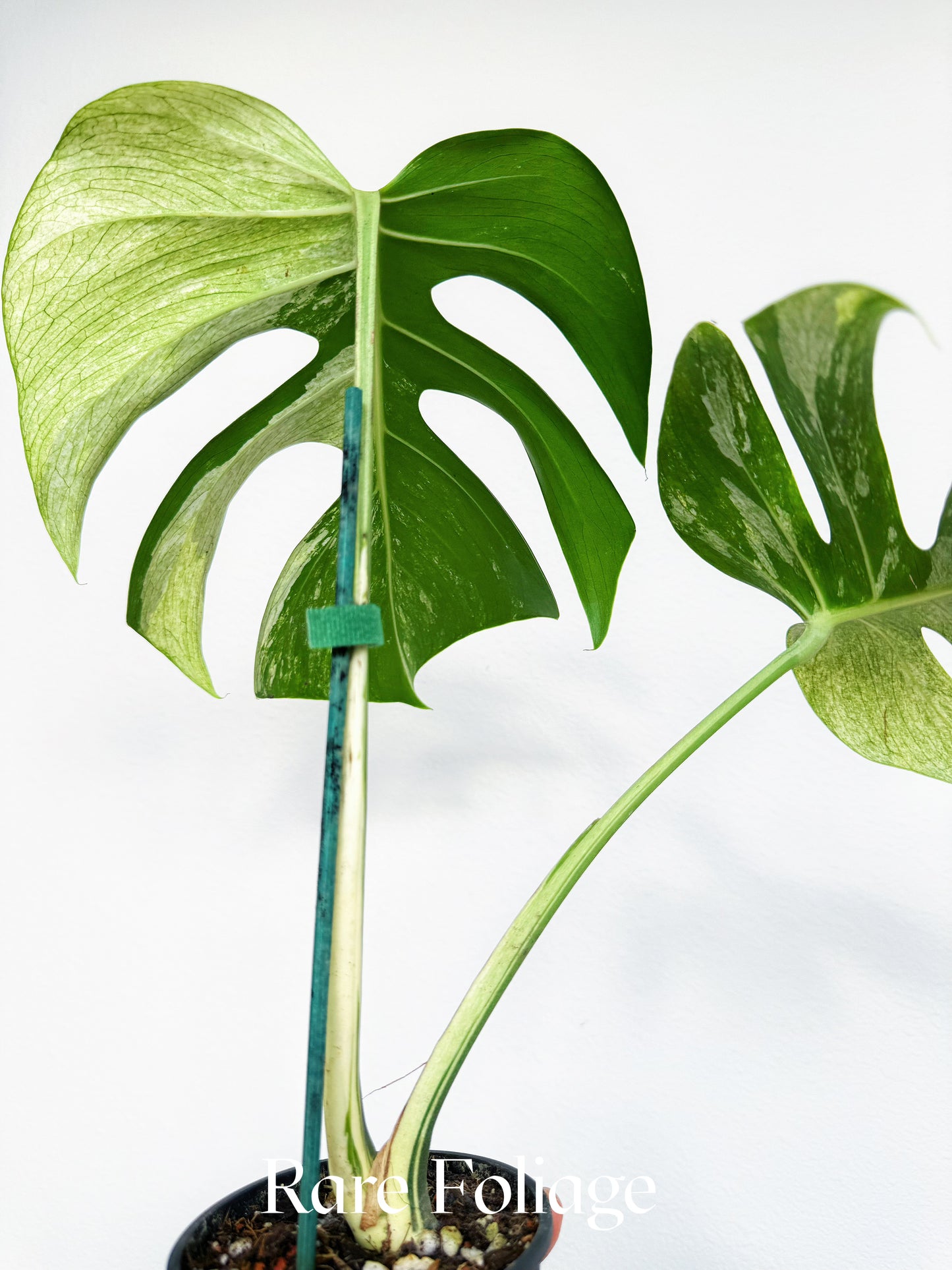 Monstera Jungle Mint 4” Exact Plant