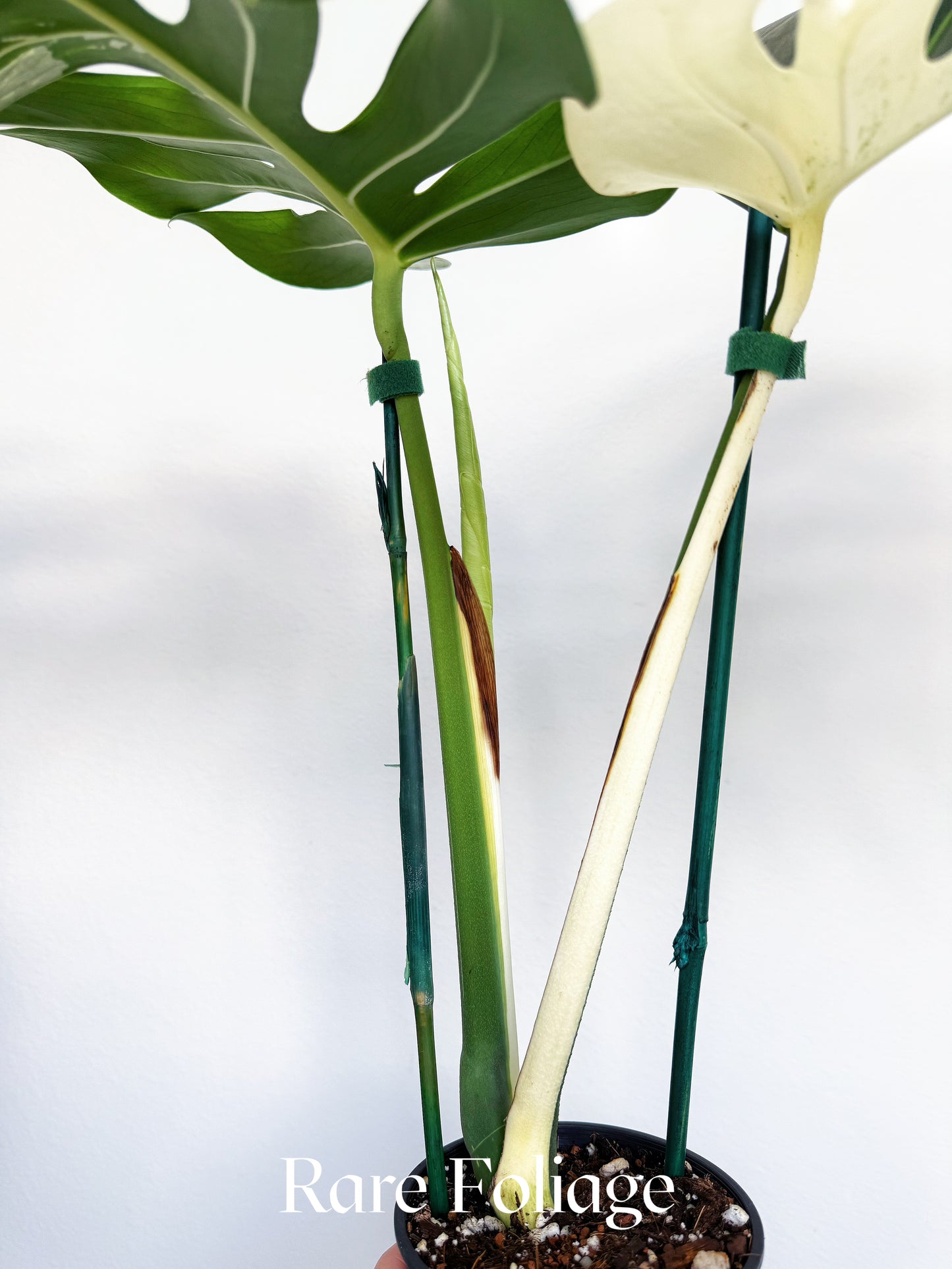 Monstera Jungle Mint 4” Exact Plant