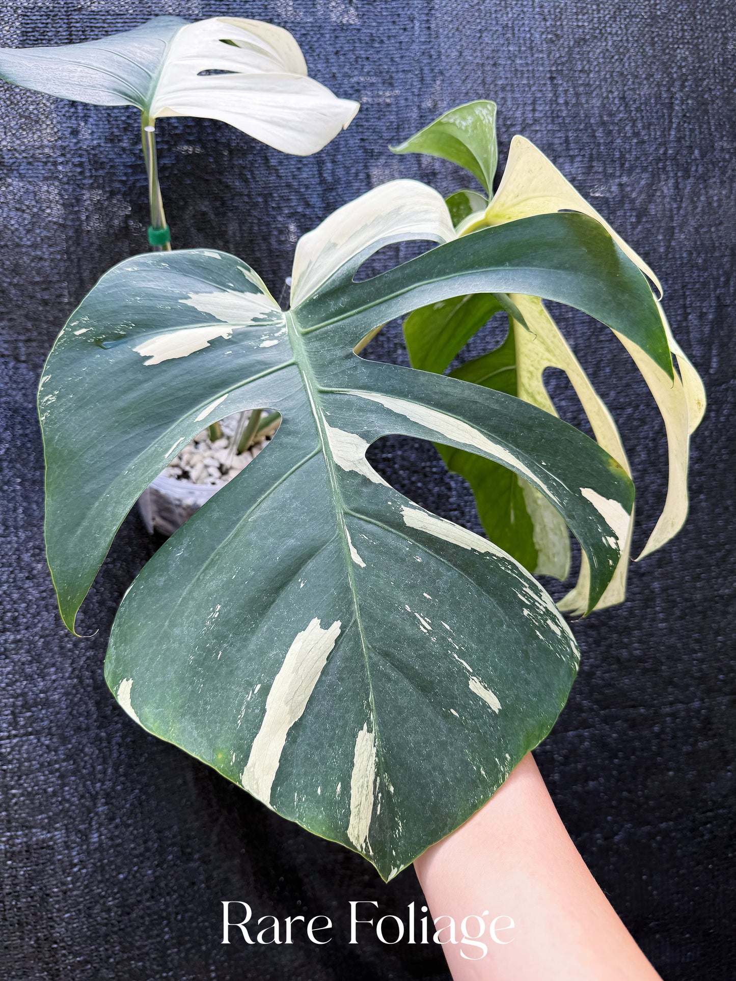 Monstera Jungle Mint 6” Exact Plant