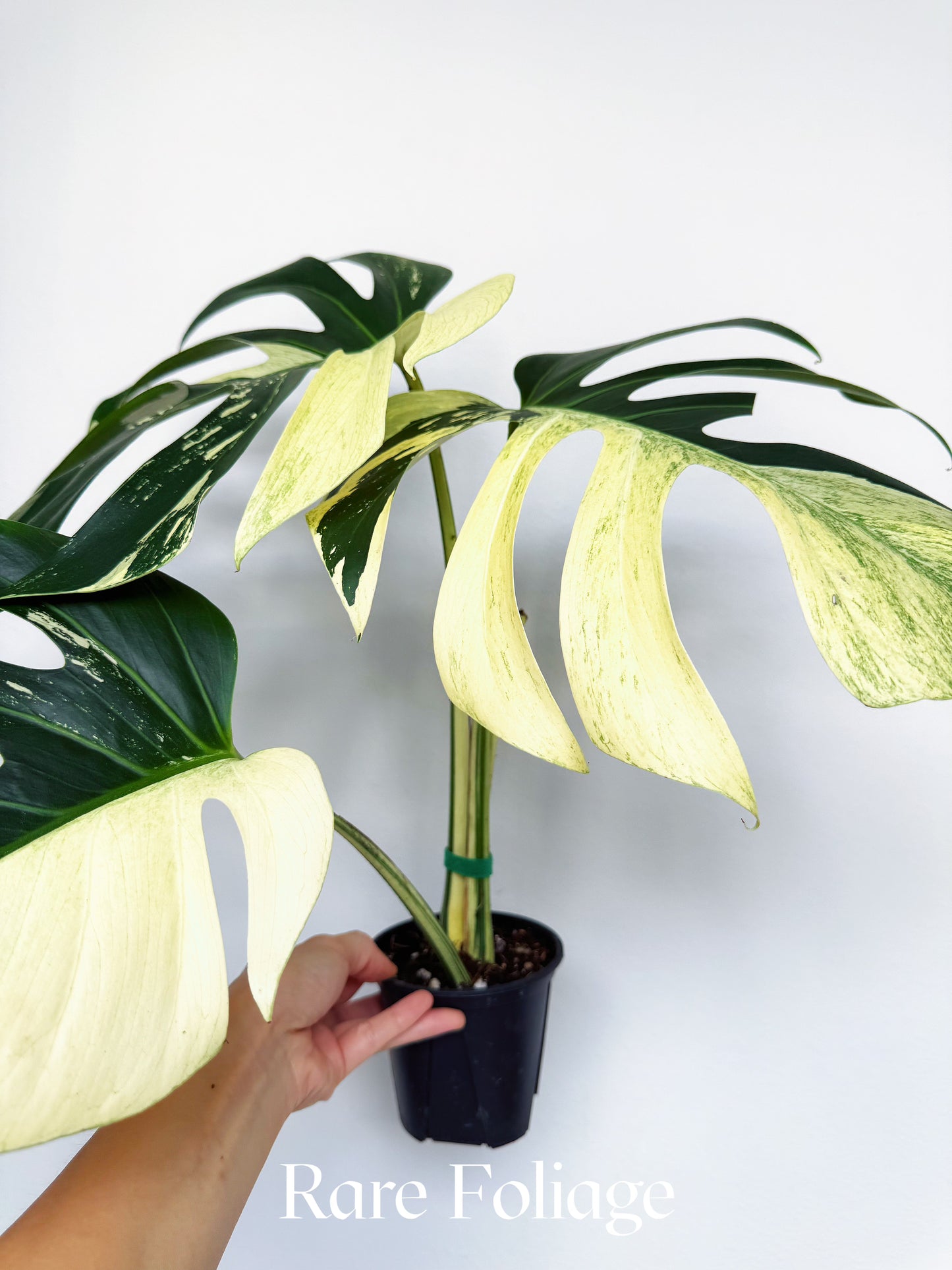 Monstera Jungle Mint 4” Exact Plant – Rare Foliage Plant Co Monstera Jungle Mint 4” Exact Plant – Rare Foliage Plant Co