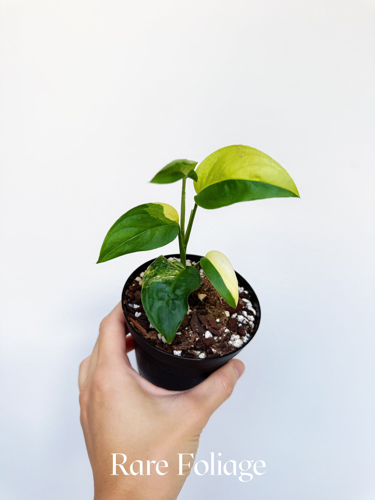 Monstera Laniata Aurea 4"