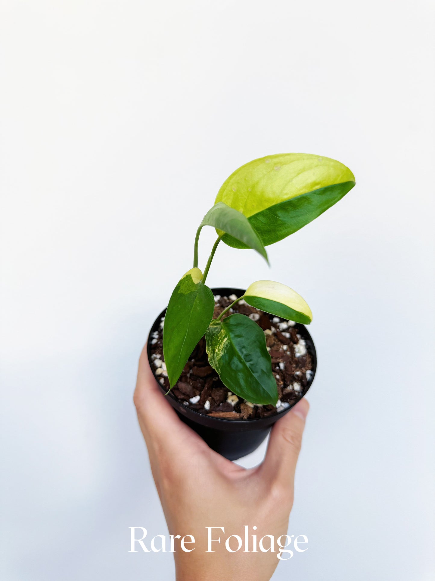 Monstera Laniata Aurea 4"