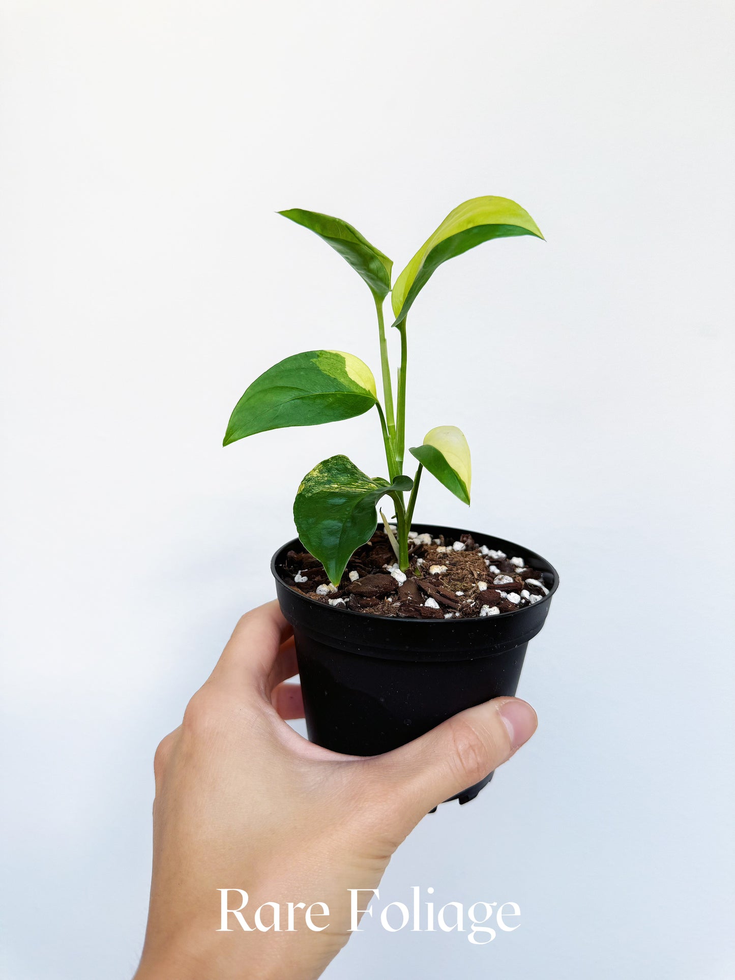Monstera Laniata Aurea 4"