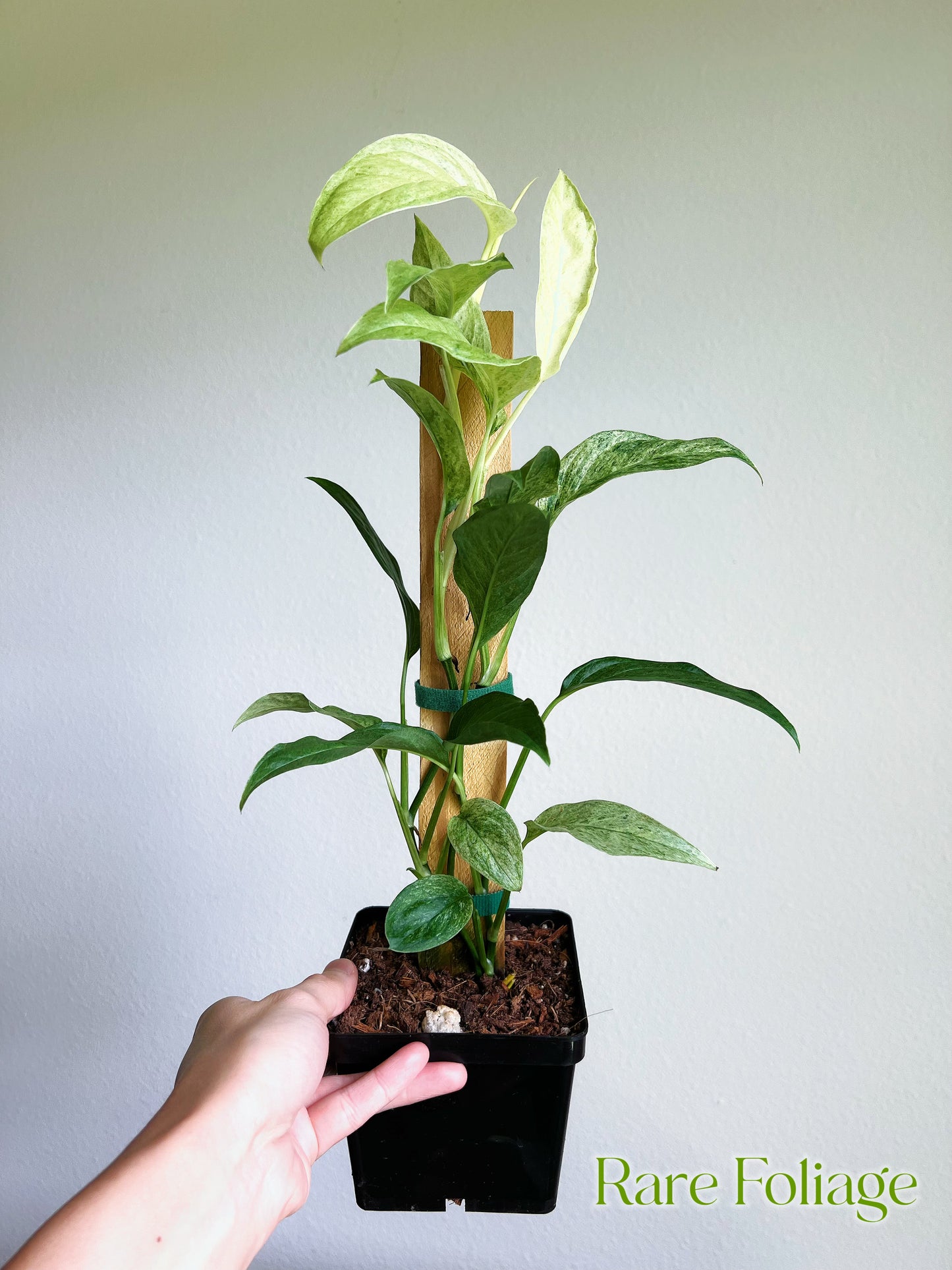 Monstera Laniata Mint 4”