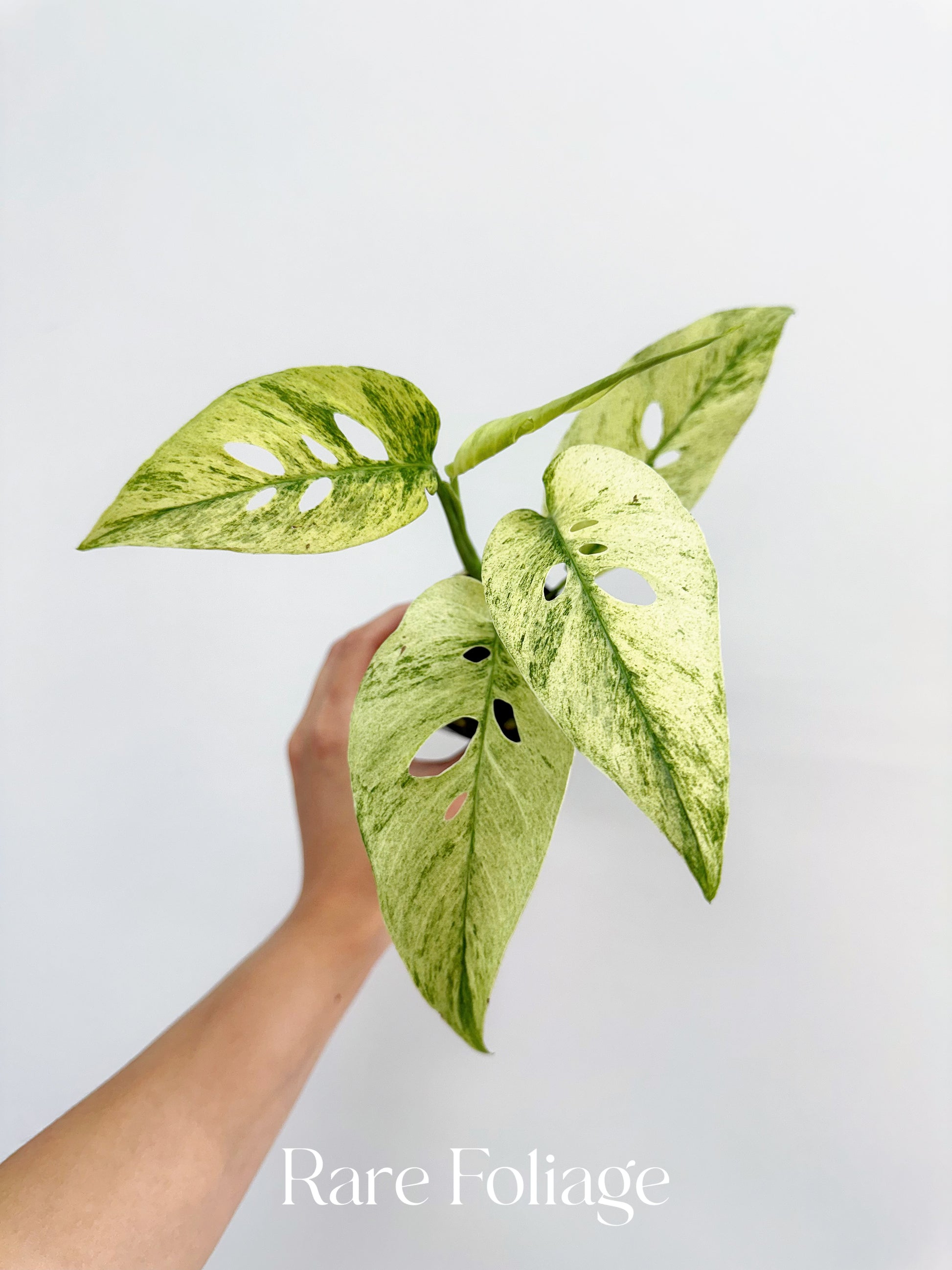 monstera laniata Monstera Laniata Mint 3” Mature Leaves – Rare Foliage Plant Co