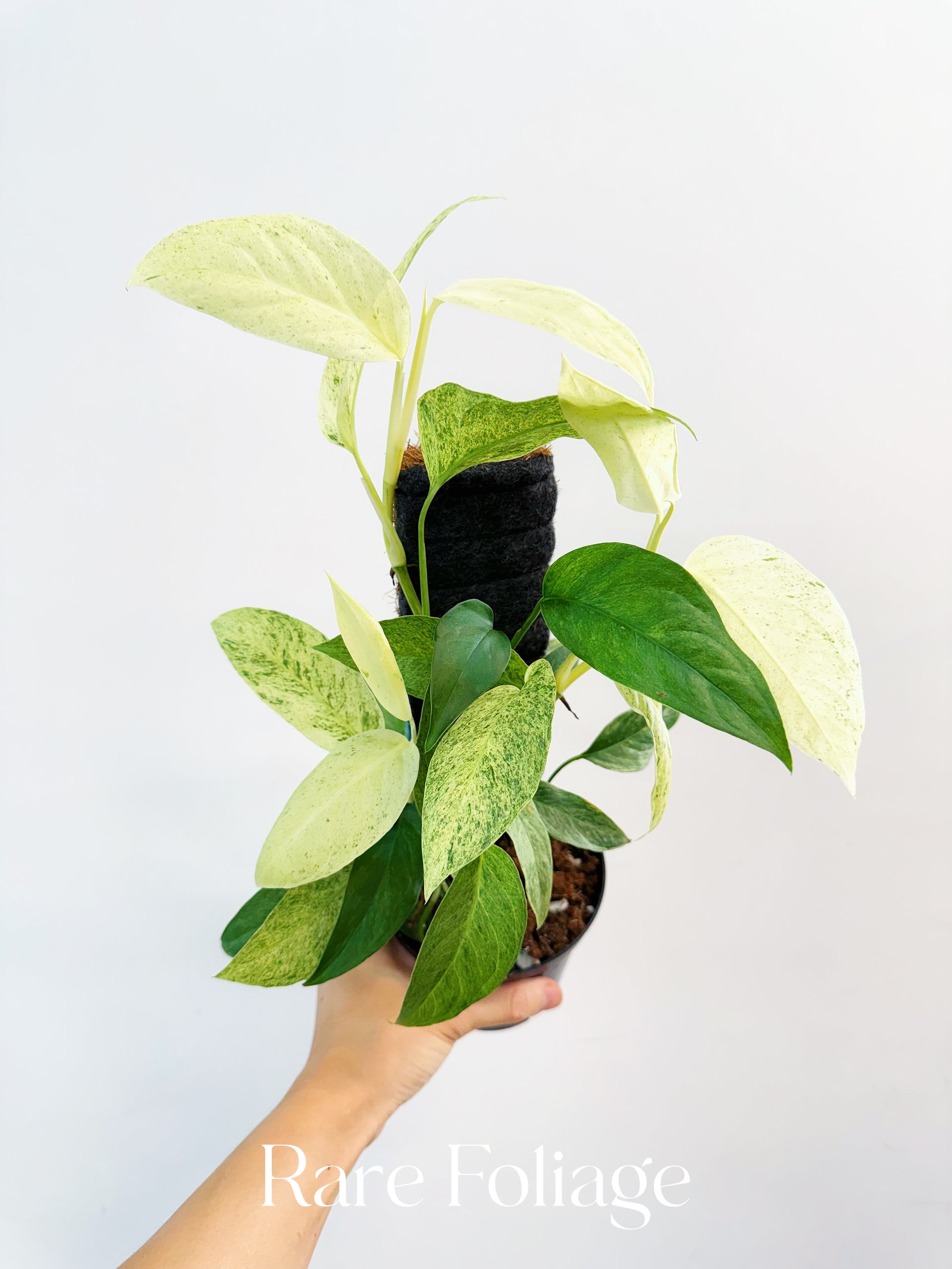 monstera pflanze schlafzimmer Wandverkleidung Schlafzimmer - Tropische Monstera-Blätter Grün main image 1