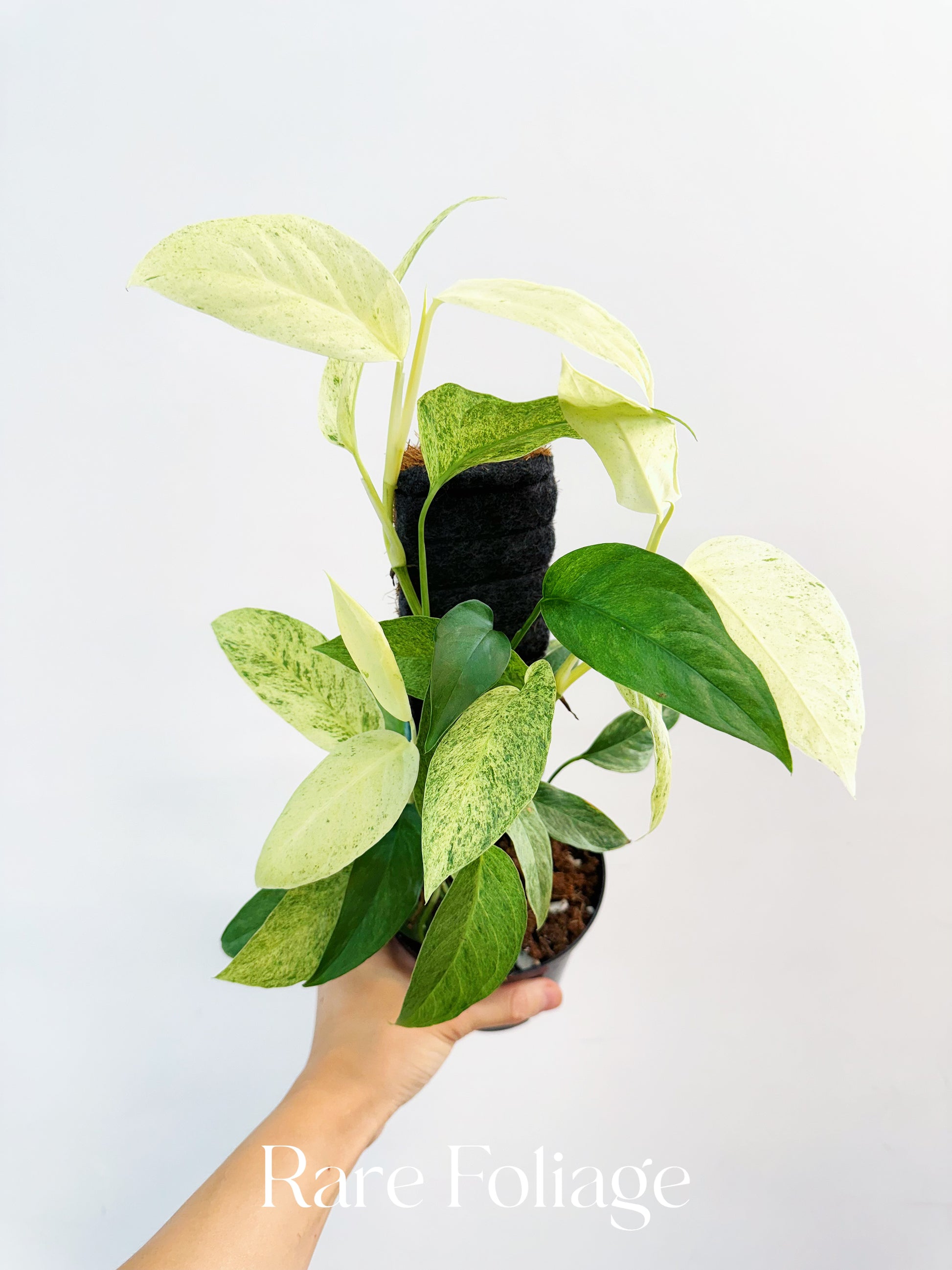Monstera Laniata Mint 4