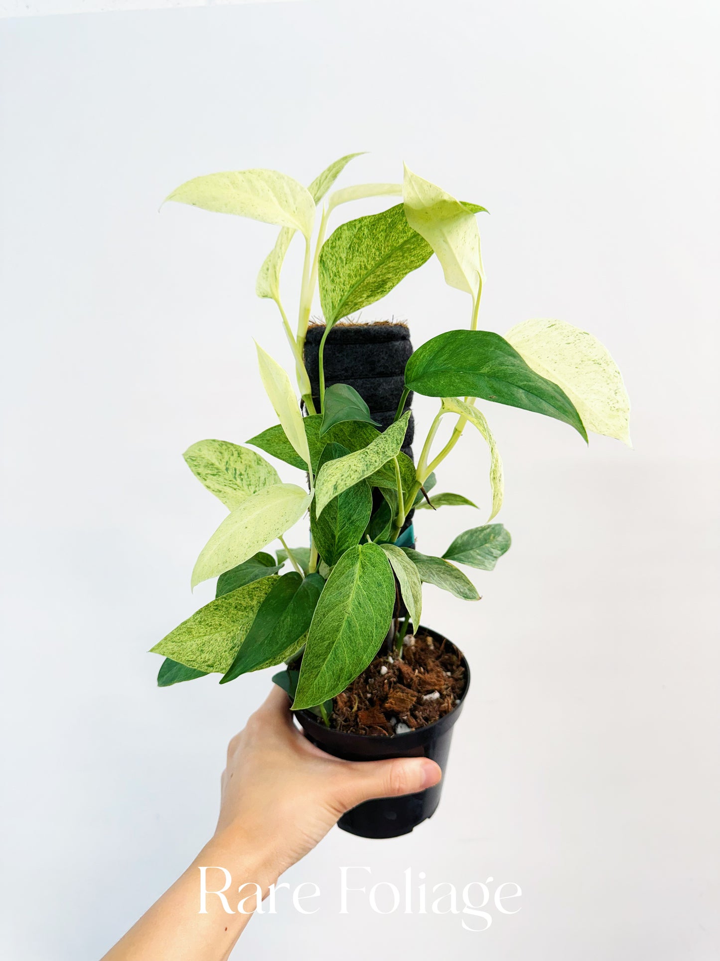 Monstera Laniata Mint 4"