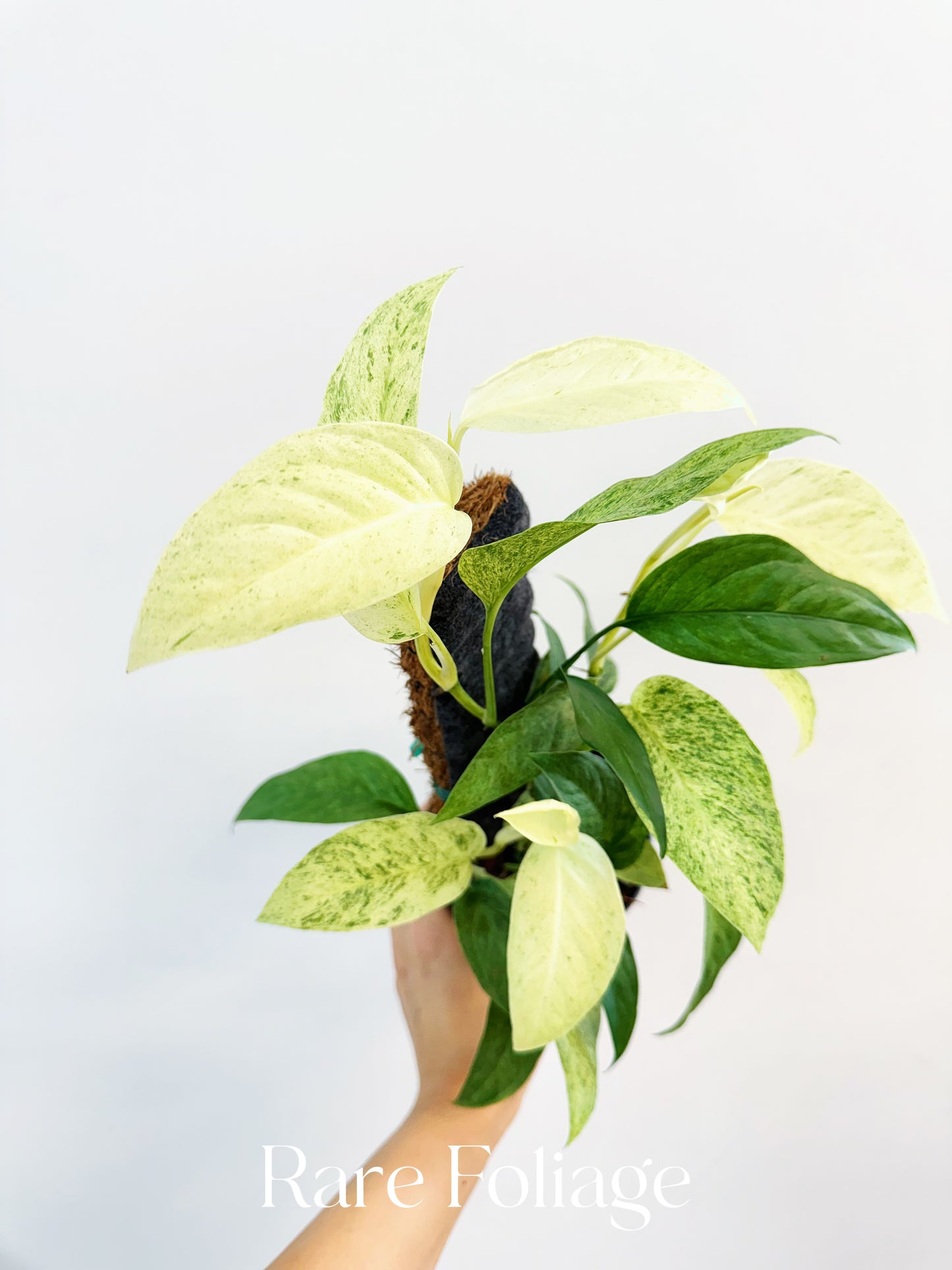 Monstera Laniata Mint 4"