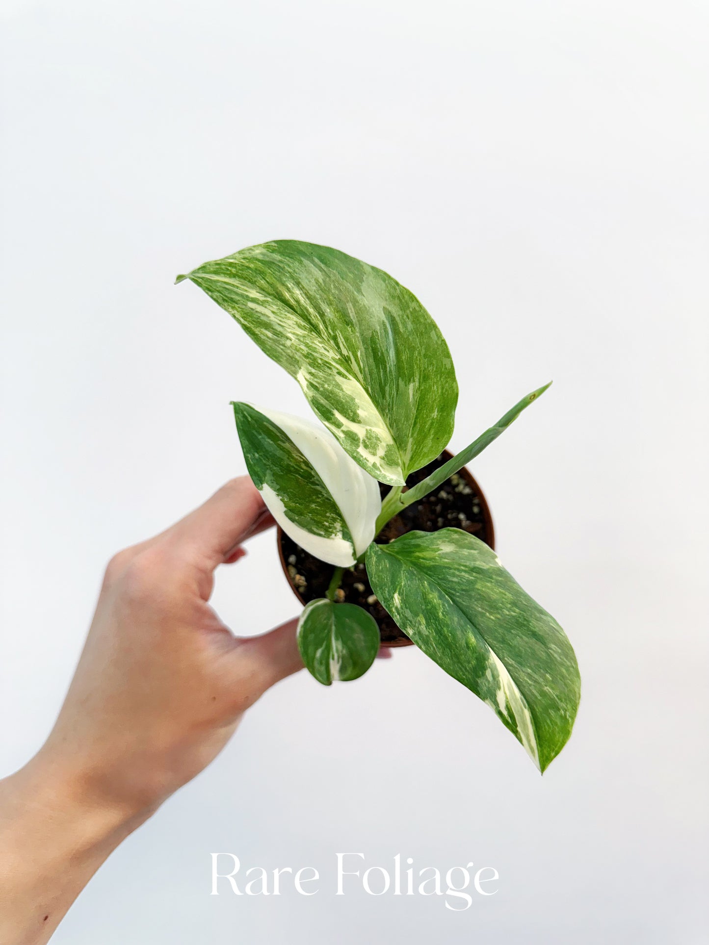 Monstera Lechleriana Variegated 3”