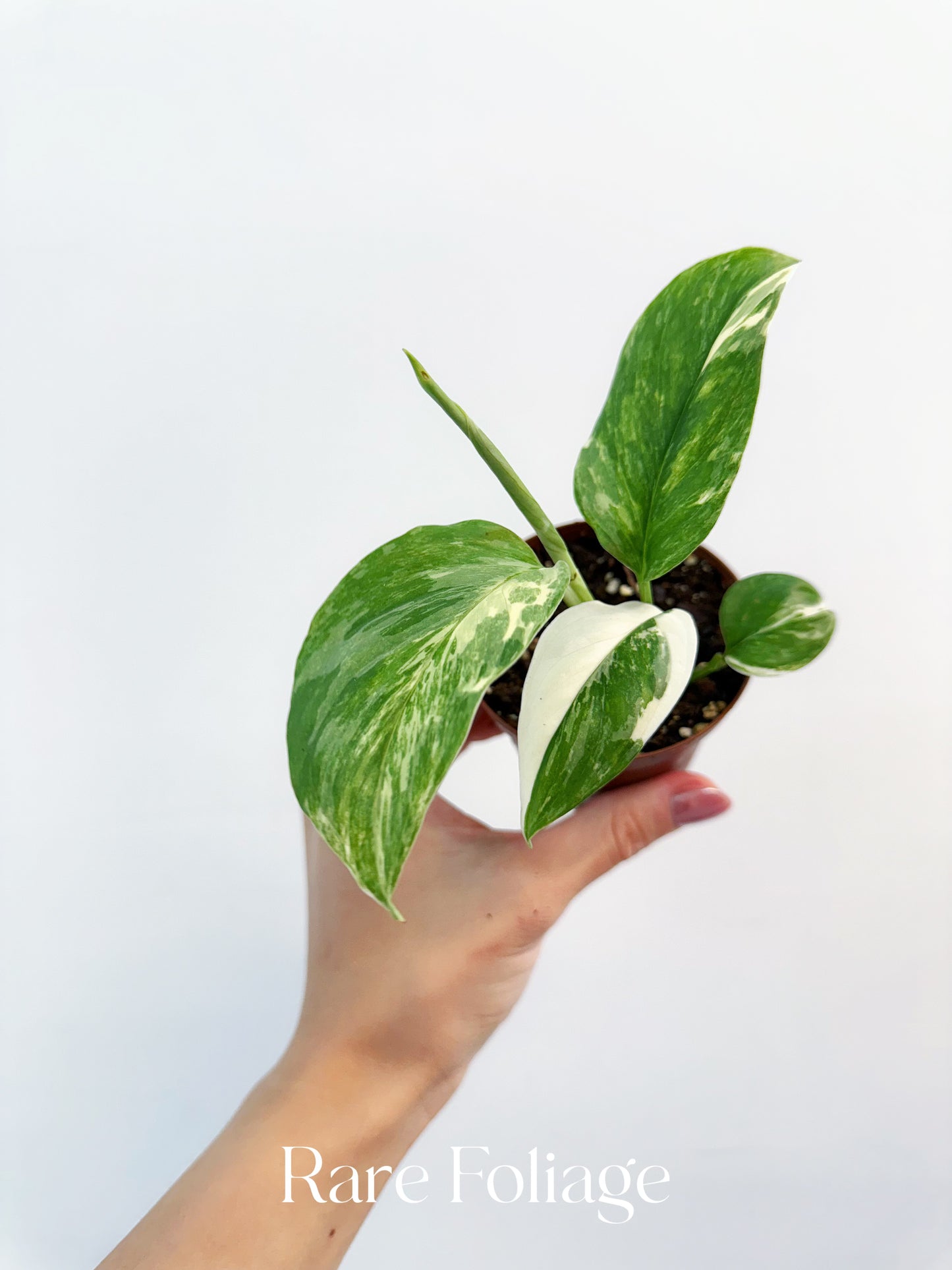 Monstera Lechleriana Variegated 3”