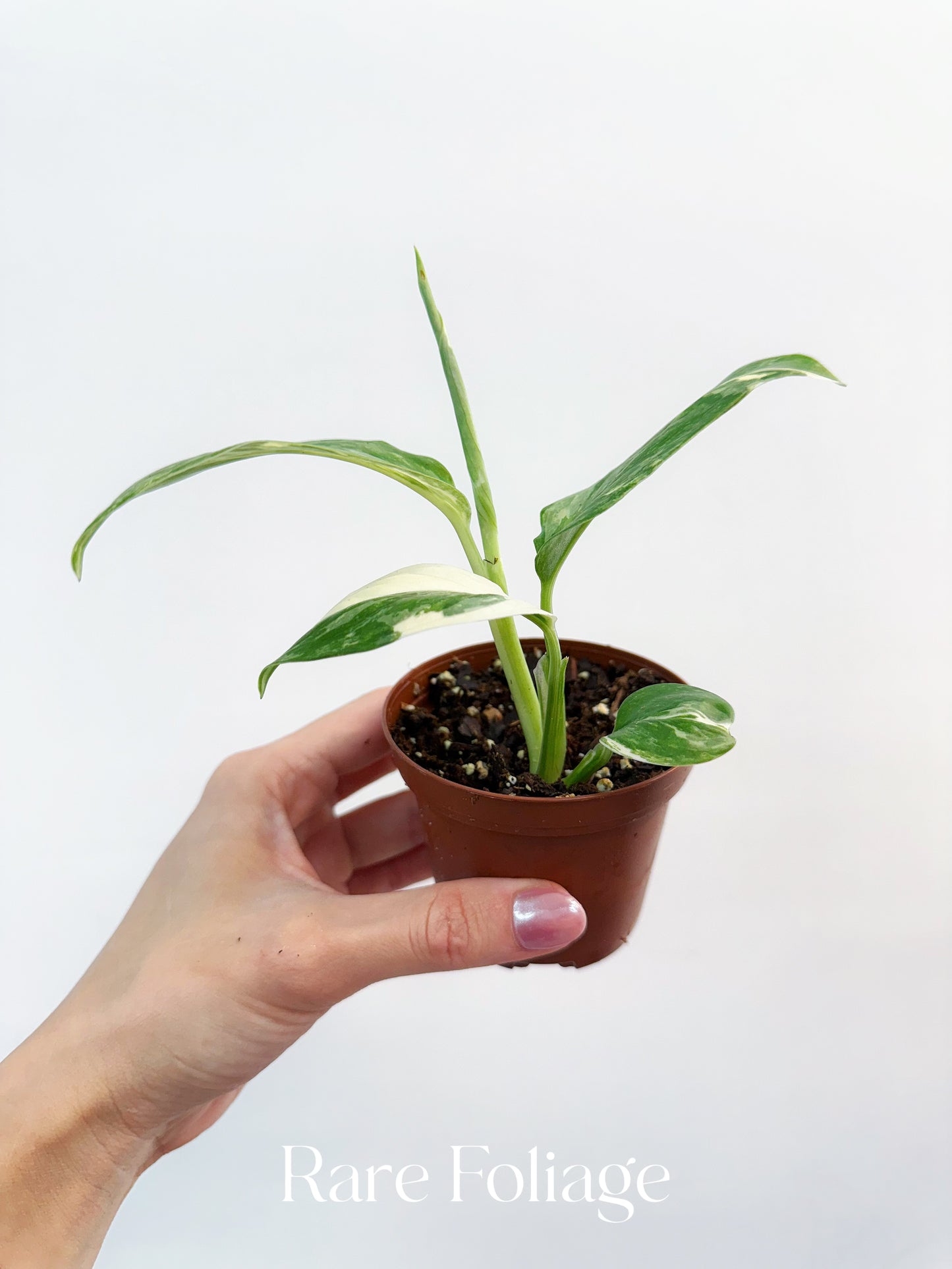 Monstera Lechleriana Variegated 3”