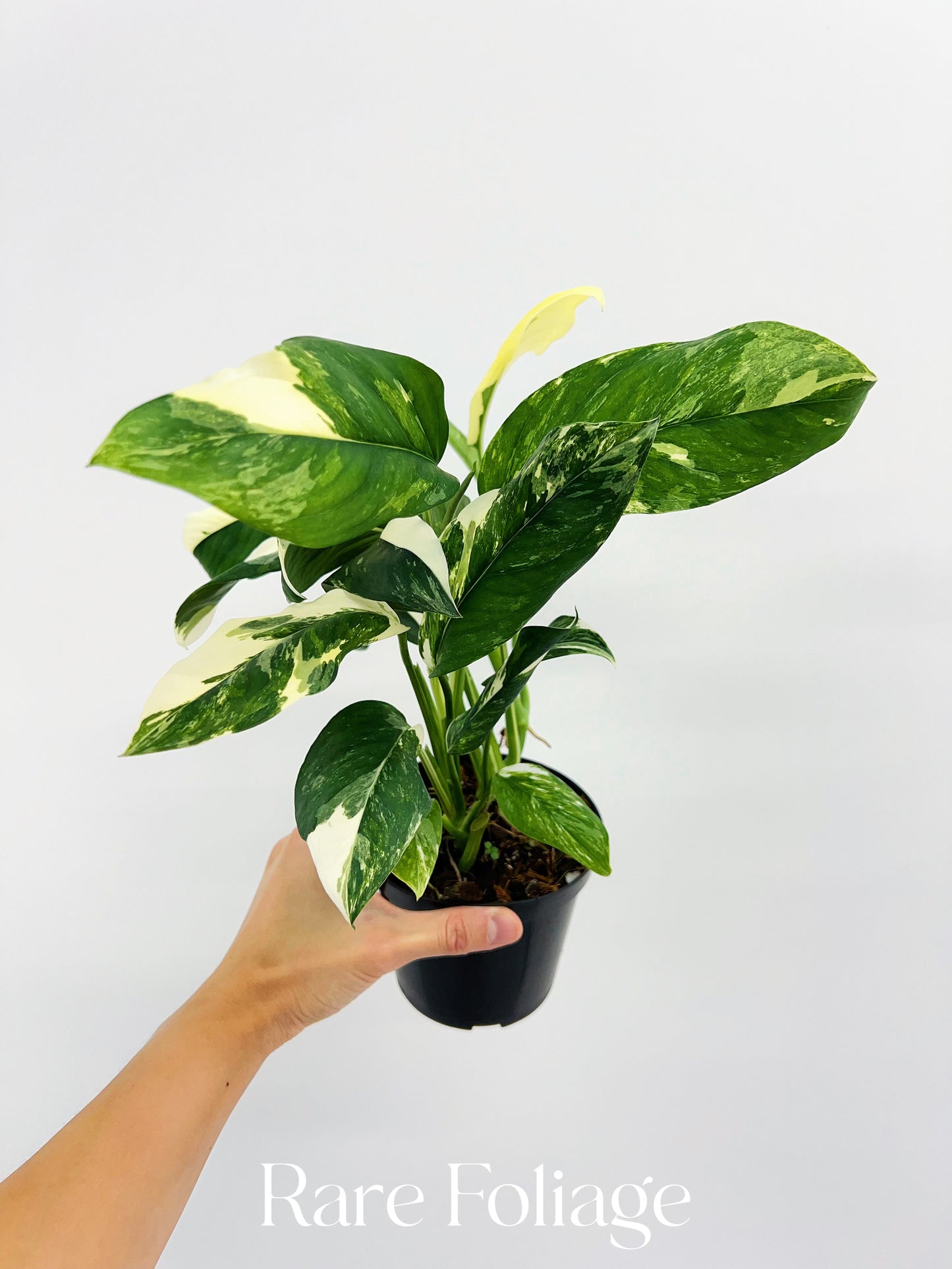 variegated monstera lechleriana Monstera Lechleriana Variegated 4” – Rare Foliage Plant Co