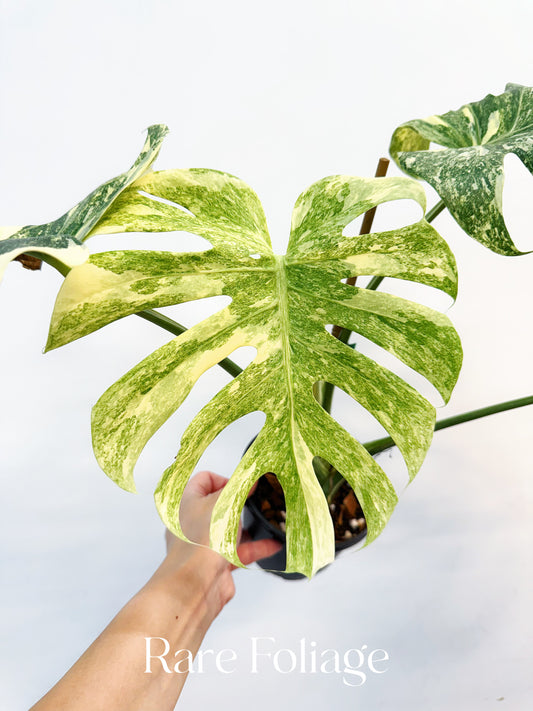 Monstera Thai Constellation Legacy 5” Exact Plant