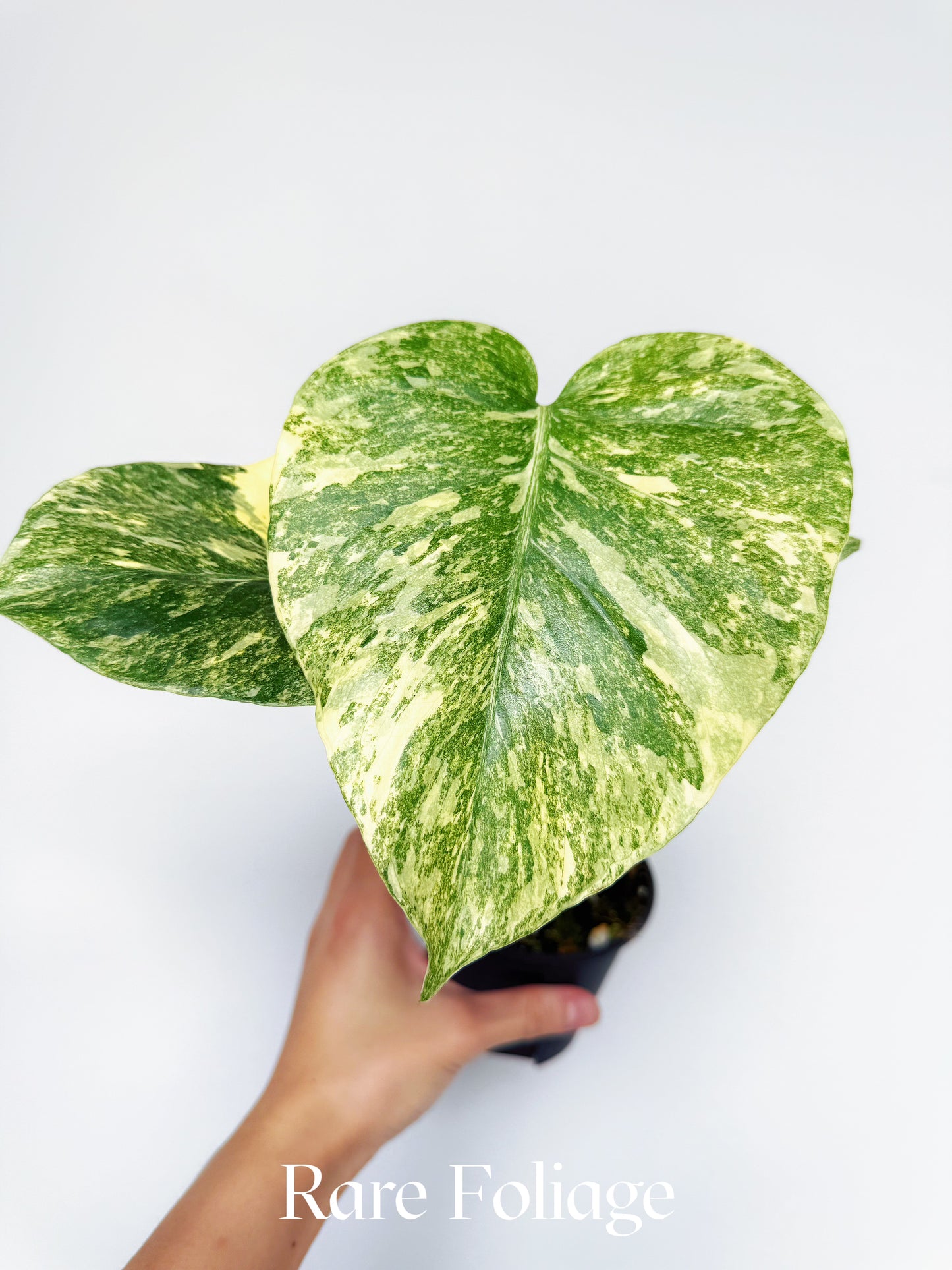 Monstera Legacy (Large Form) 4"