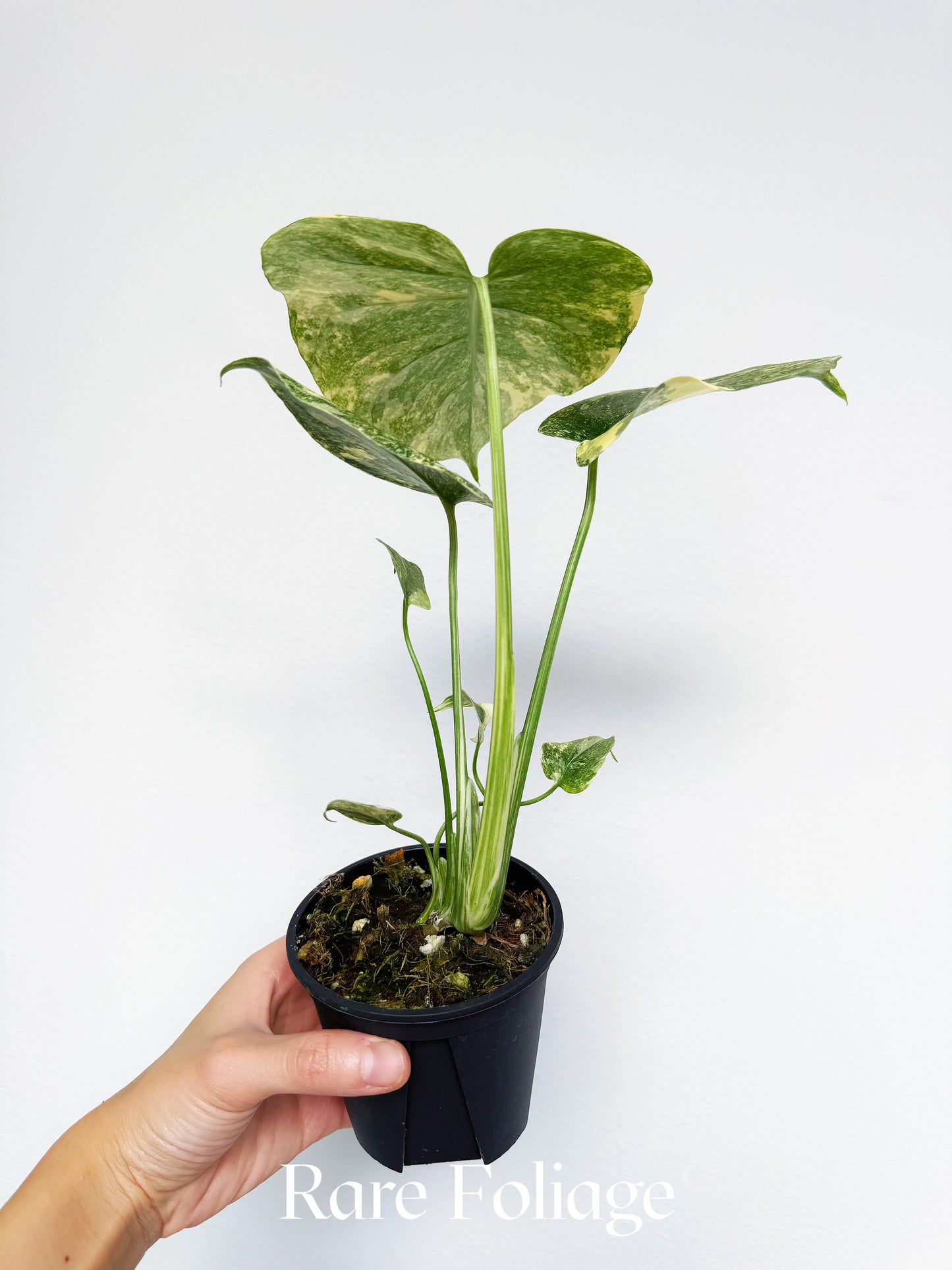 Monstera Legacy (Large Form) 4"