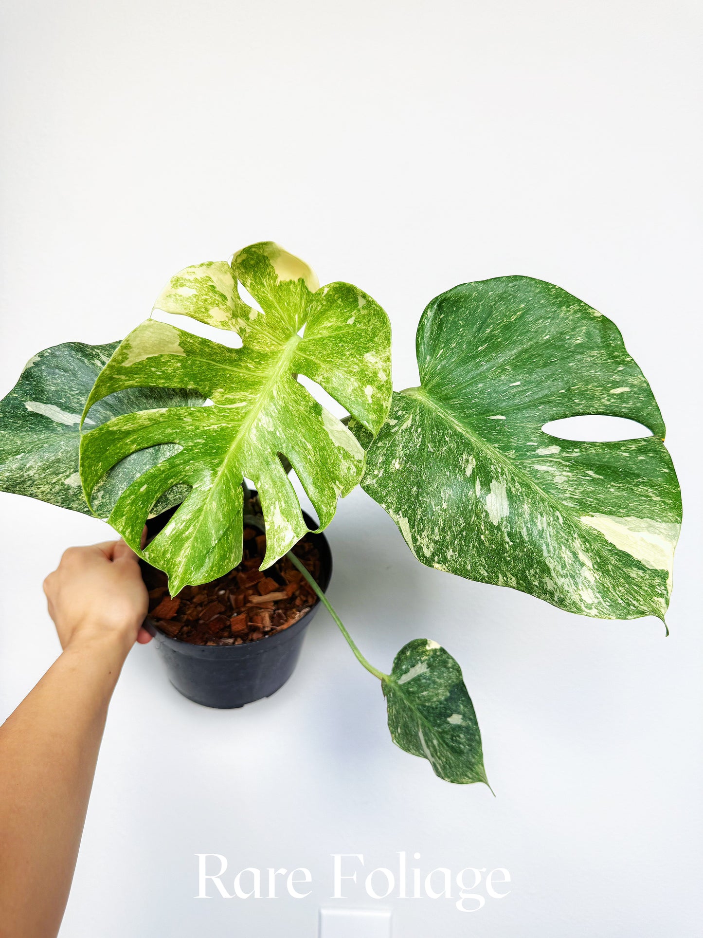 Monstera Thai Constellation Legacy Mutation 6” Exact Plant