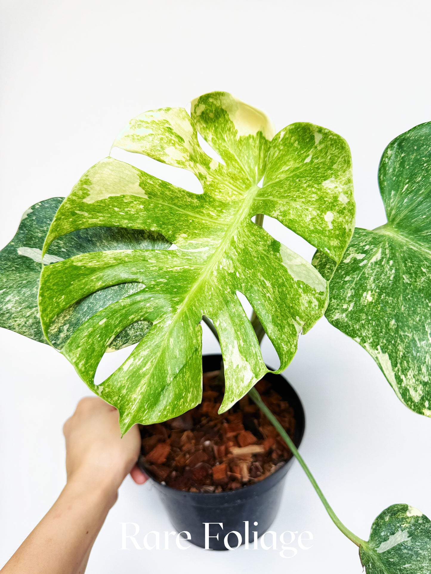 Monstera Thai Constellation Legacy Mutation 6” Exact Plant