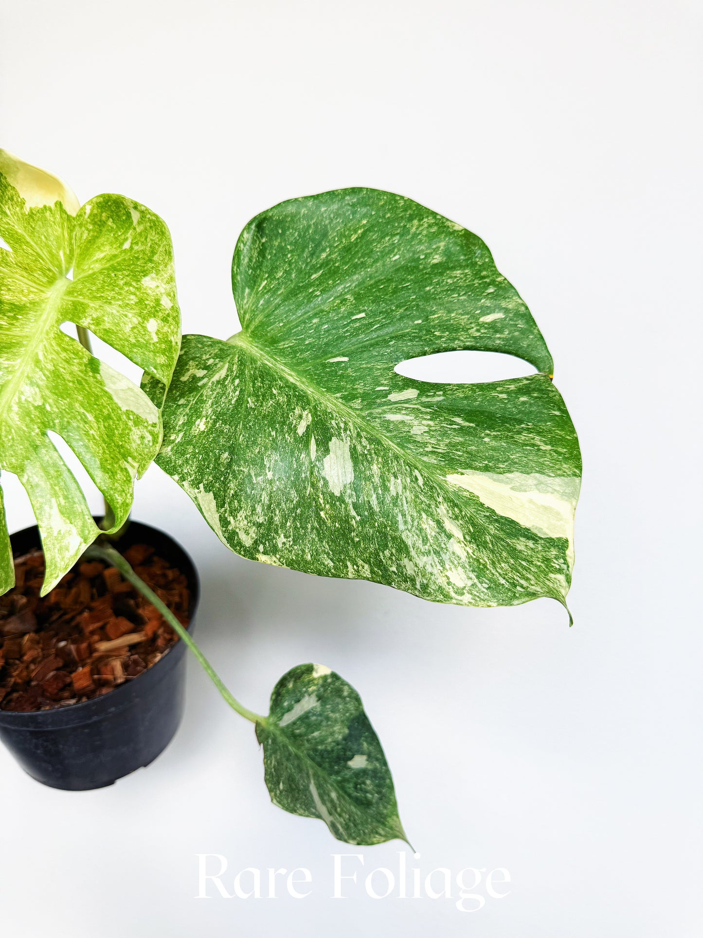 Monstera Thai Constellation Legacy Mutation 6” Exact Plant