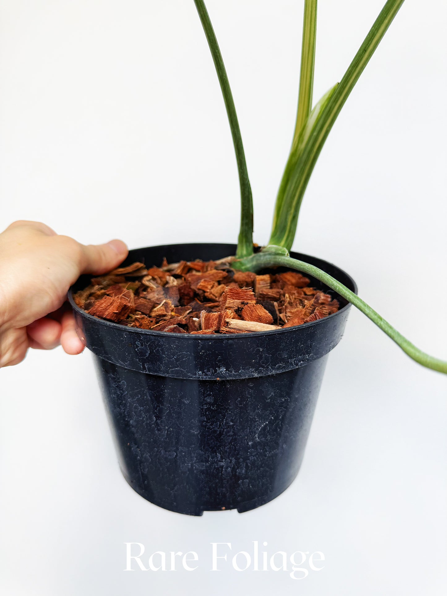 Monstera Thai Constellation Legacy Mutation 6” Exact Plant