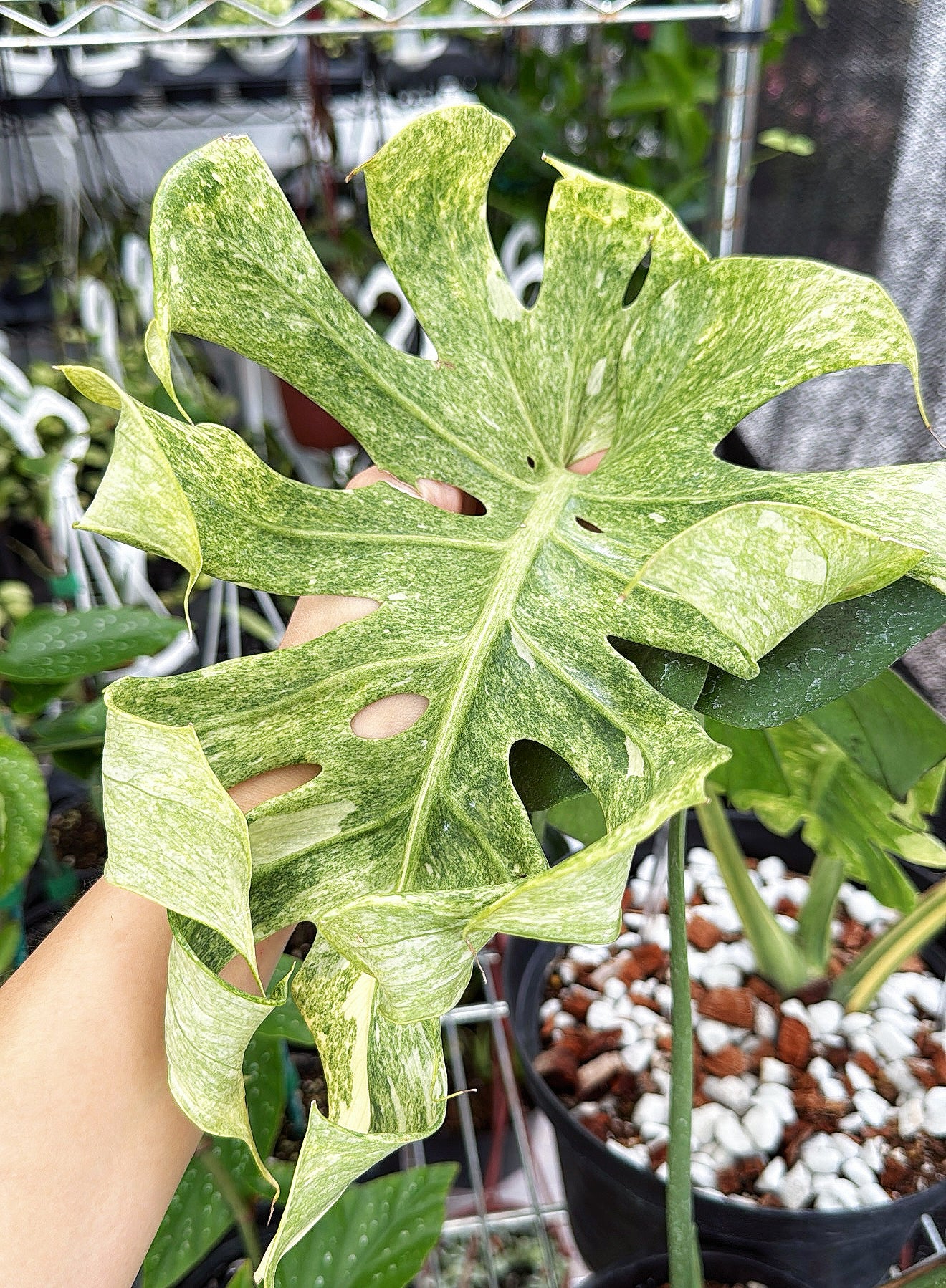 Monstera Thai Constellation Legacy Mutation 6” Exact Plant