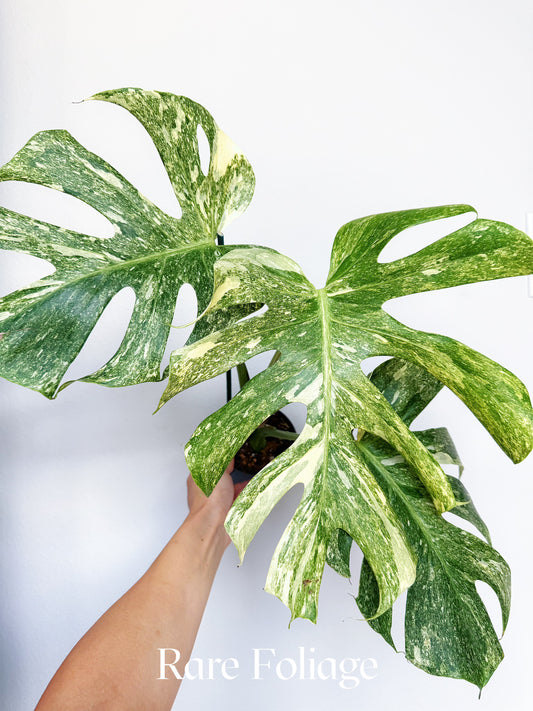 Monstera Thai Constellation Legacy 4” Exact Plant