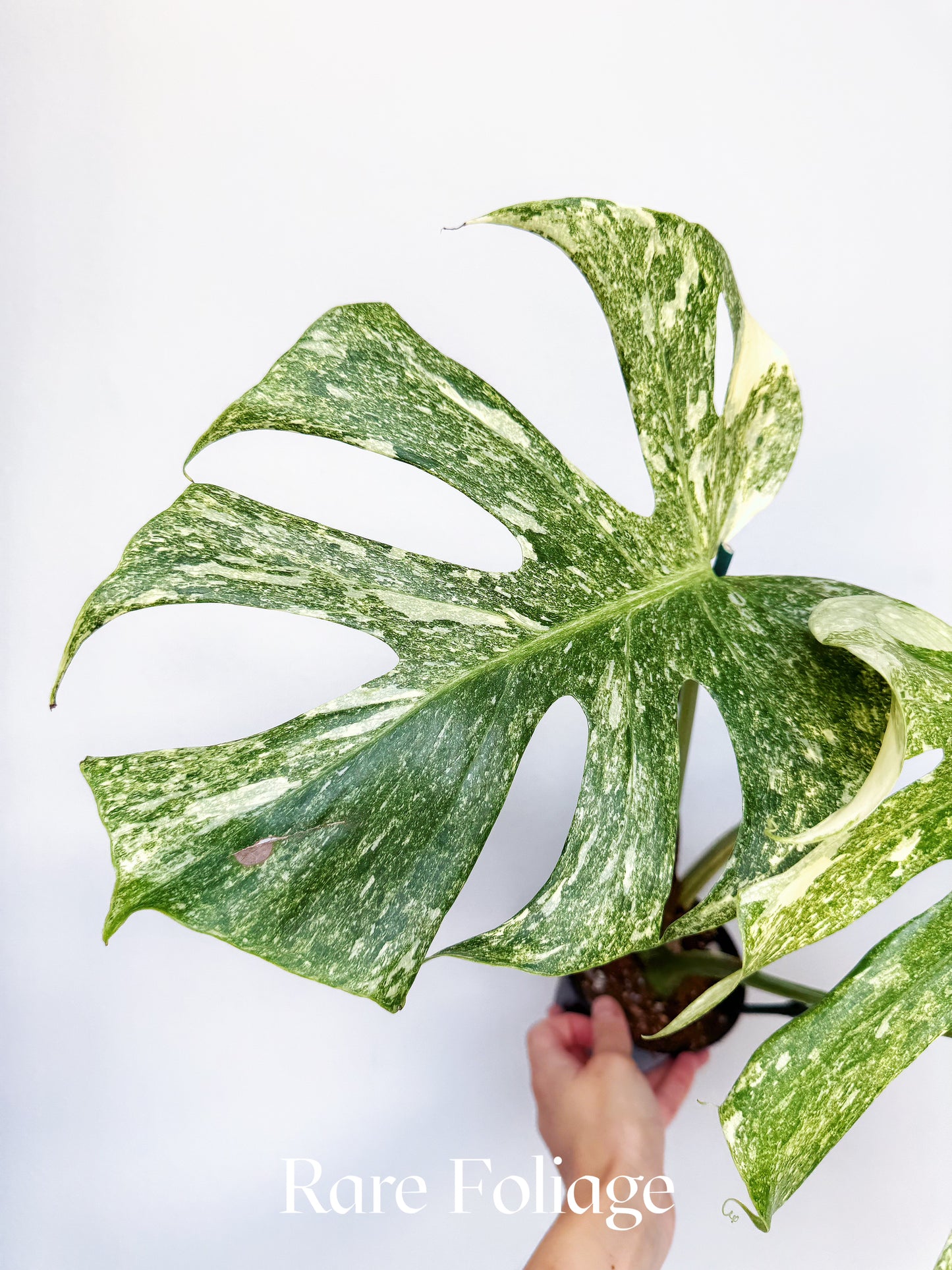 Monstera Thai Constellation Legacy 4” Exact Plant