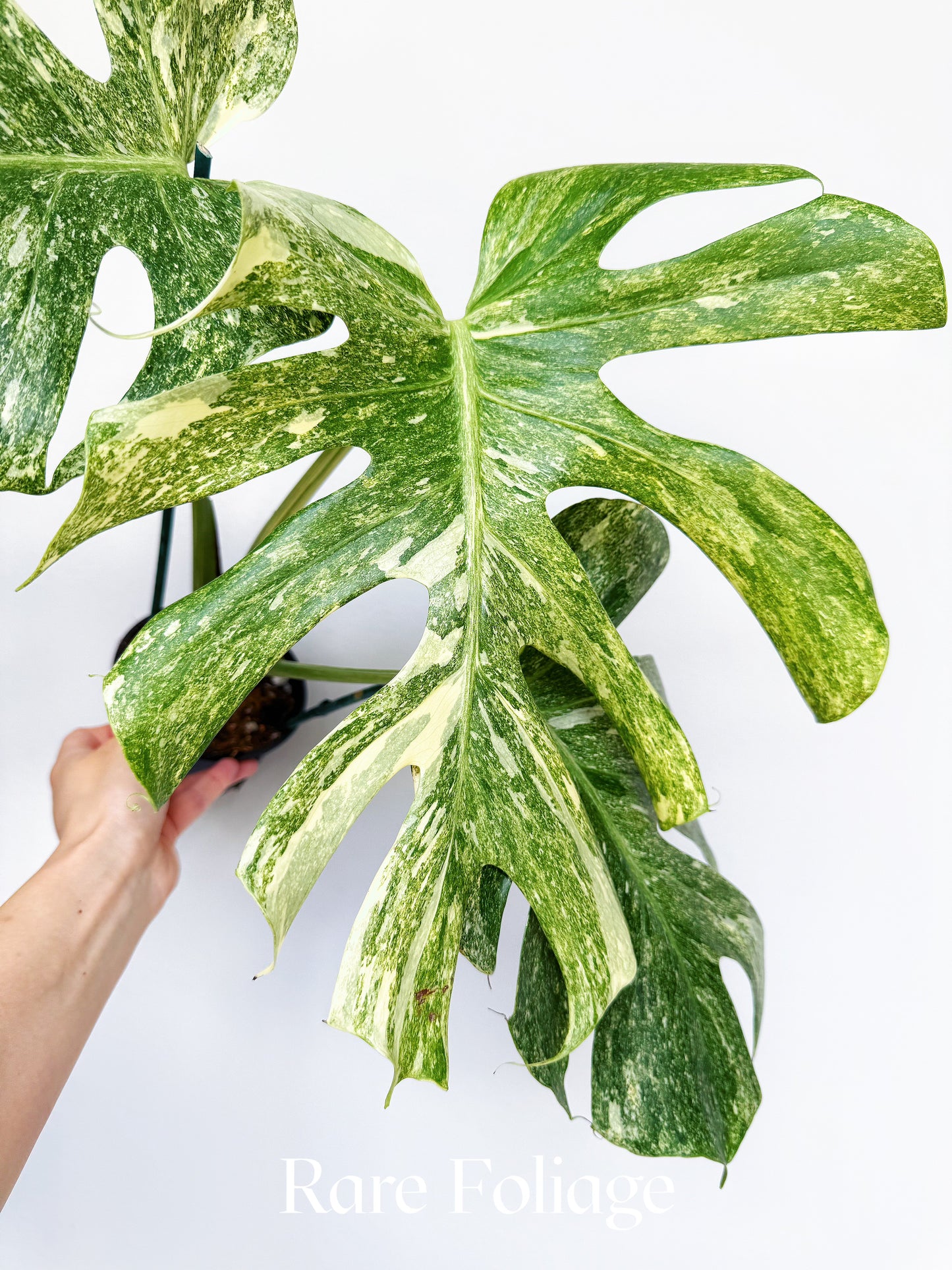 Monstera Thai Constellation Legacy 4” Exact Plant