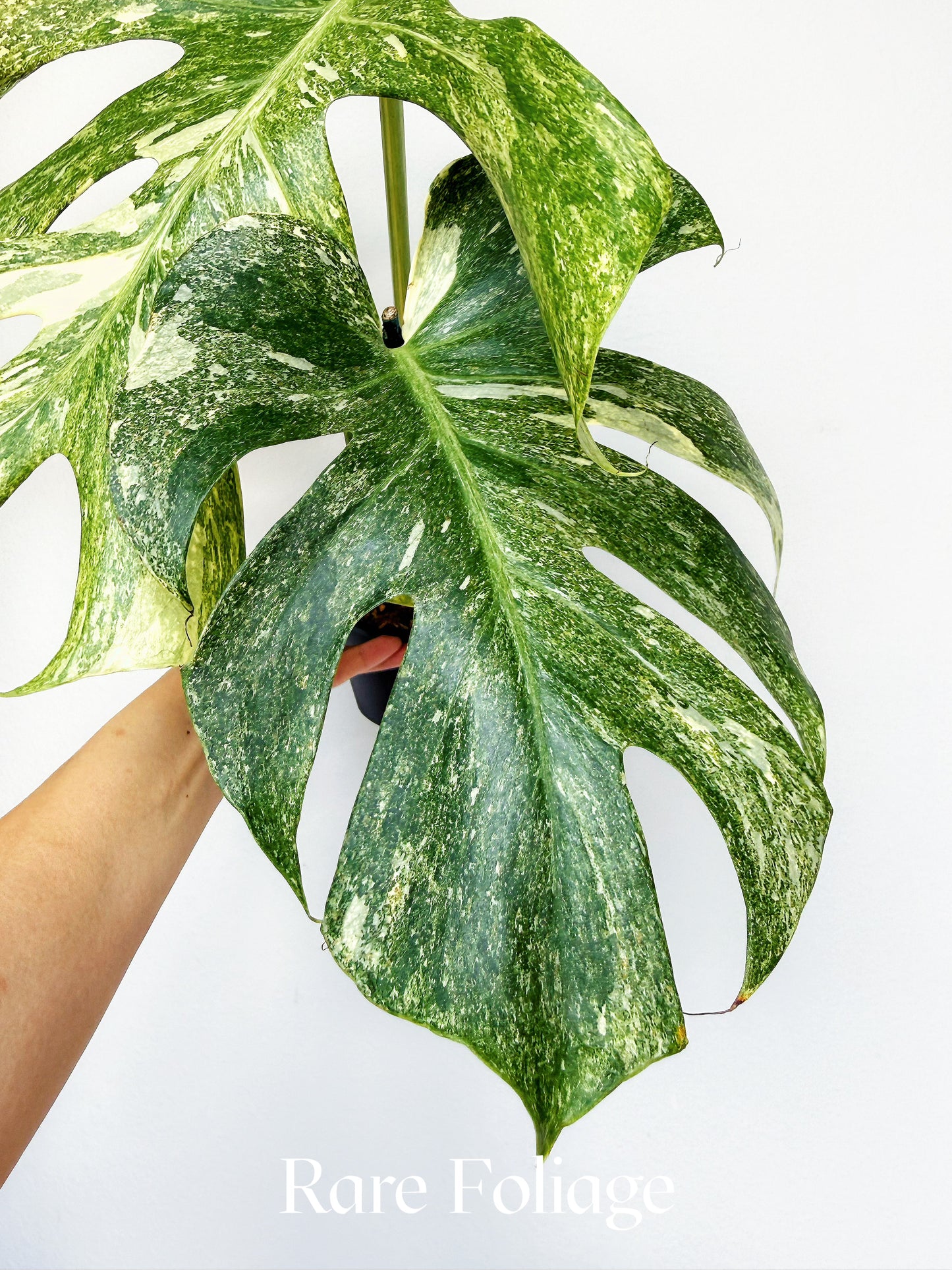 Monstera Thai Constellation Legacy 4” Exact Plant