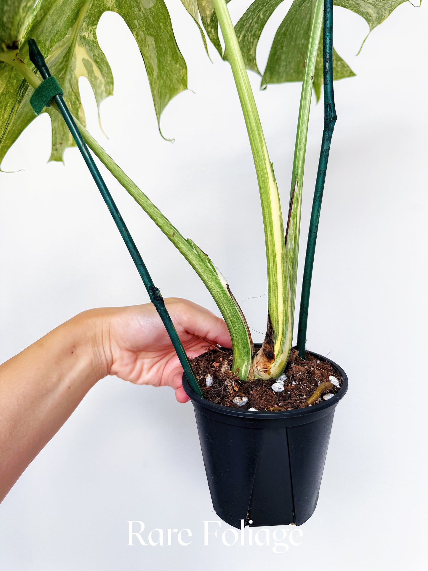 Monstera Thai Constellation Legacy 4” Exact Plant