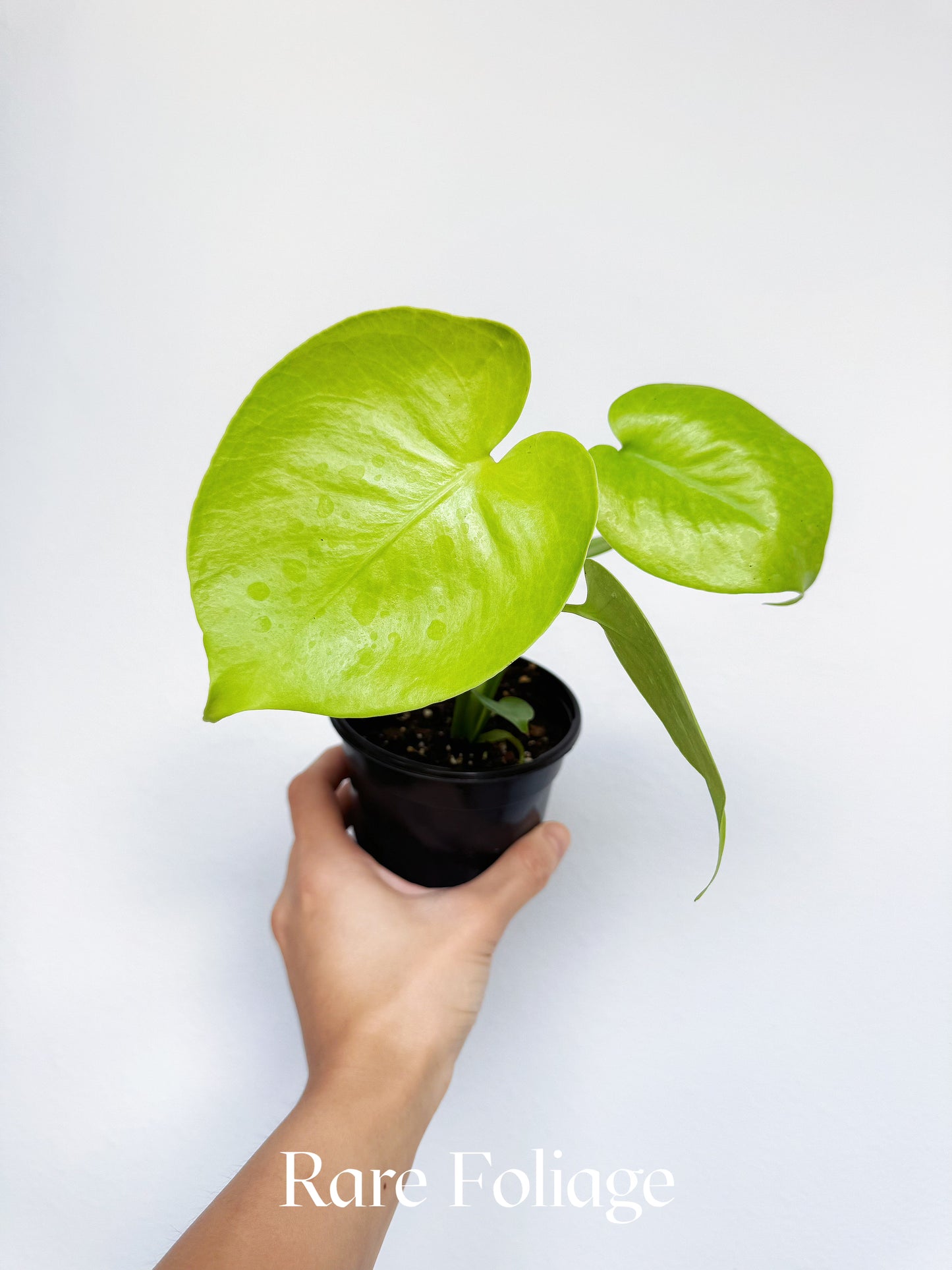 Monstera Lemon Lime 4"