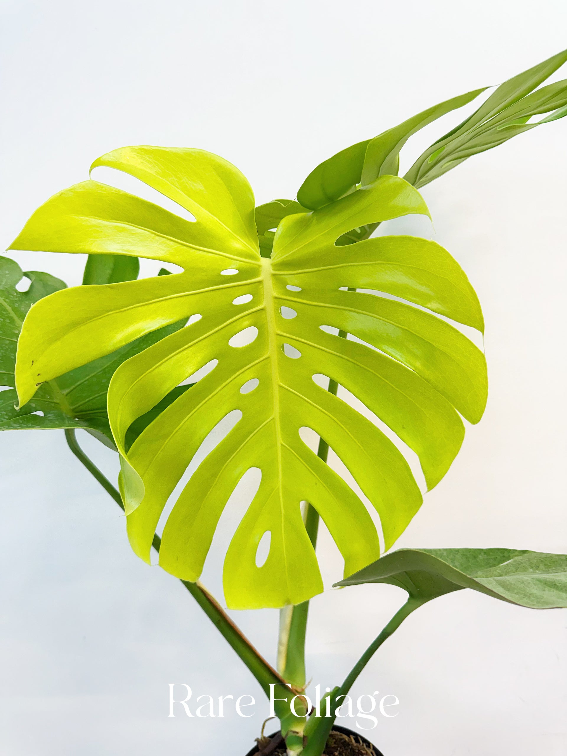 monstera lemon mint Monstera Lemon Lime 8” – Rare Foliage Plant Co