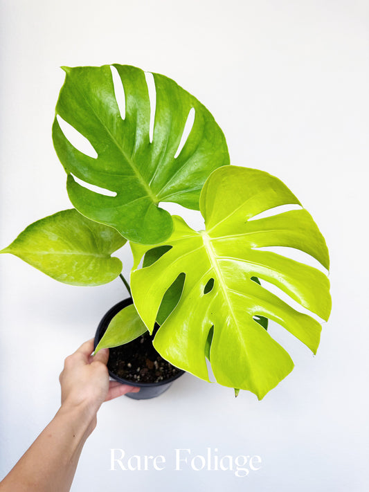 Monstera Lemon Lime 6"